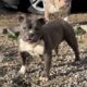 Pocket American bully female | PetClassifieds.com