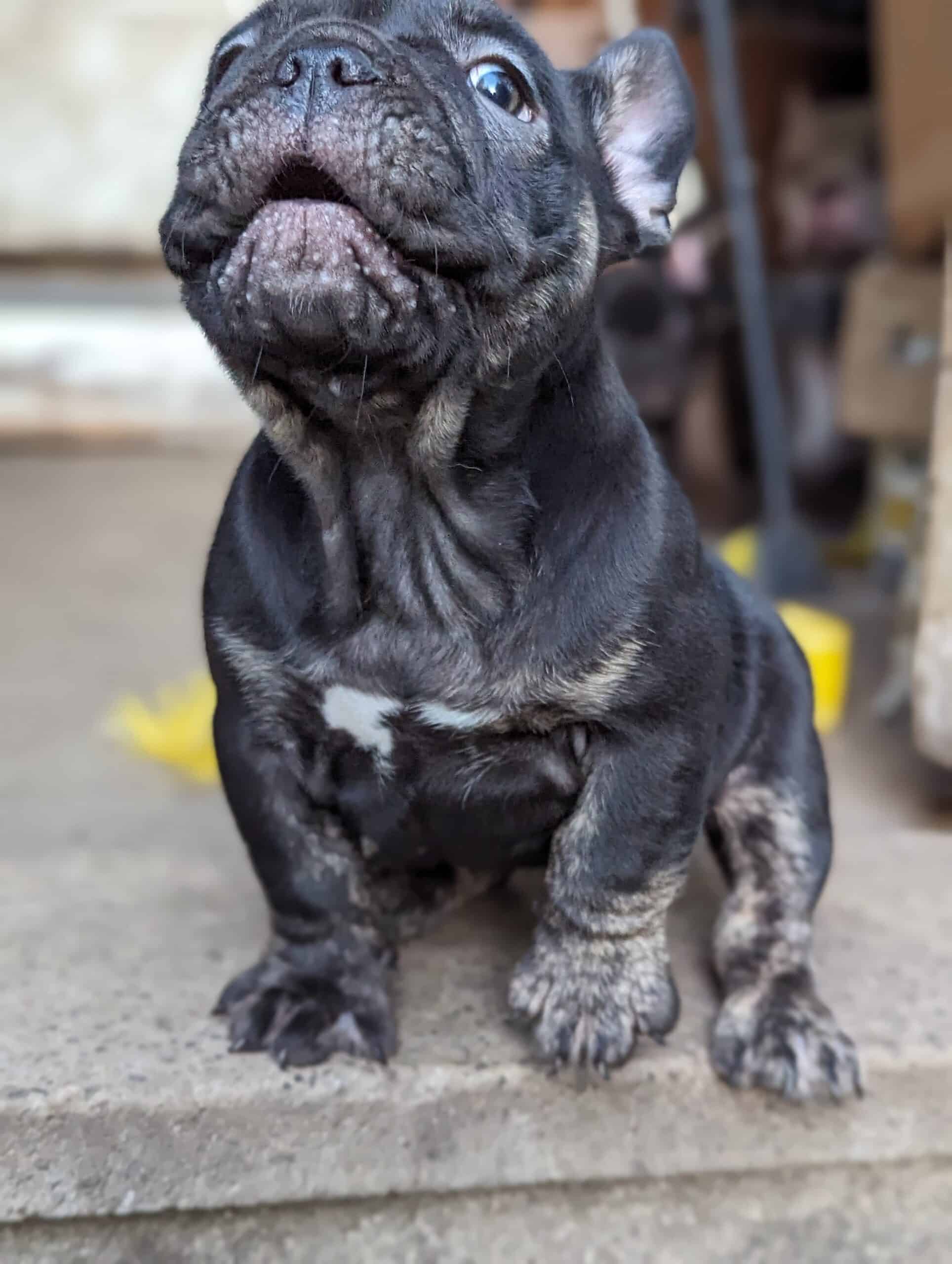 Exotic micro bully | PetClassifieds.com