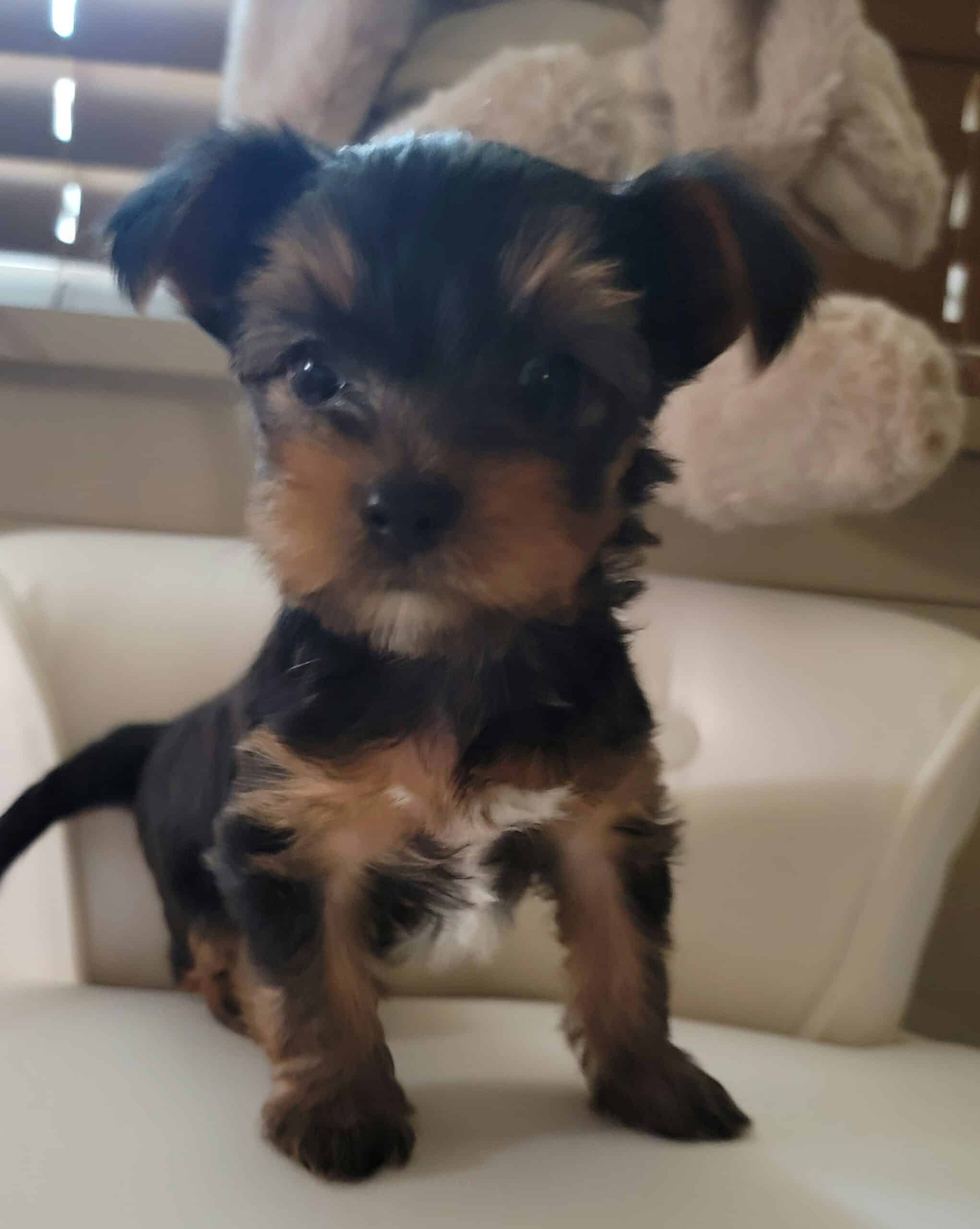 Yorkie male | PetClassifieds.com