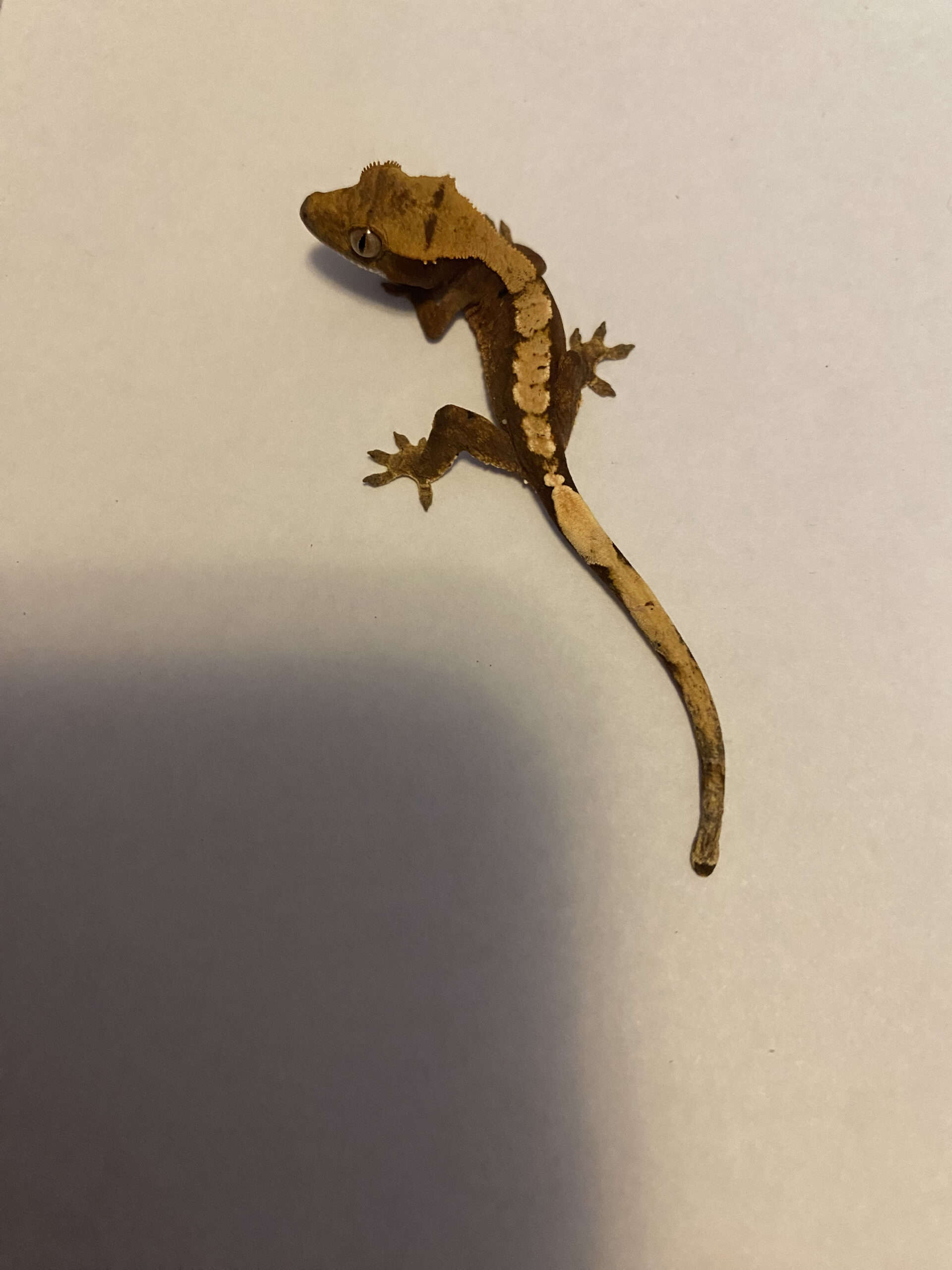 Baby Crested Geckos | PetClassifieds.com
