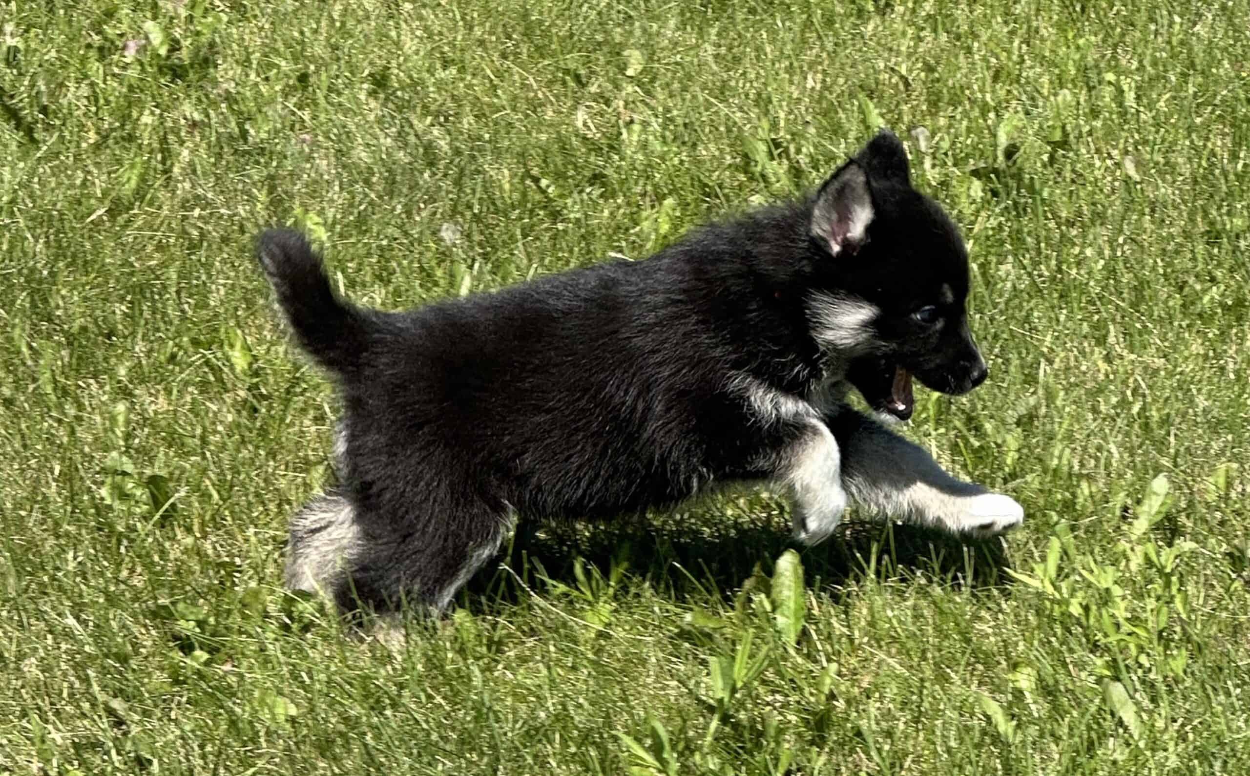 Siberian Husky/Samoyed puppies | PetClassifieds.com