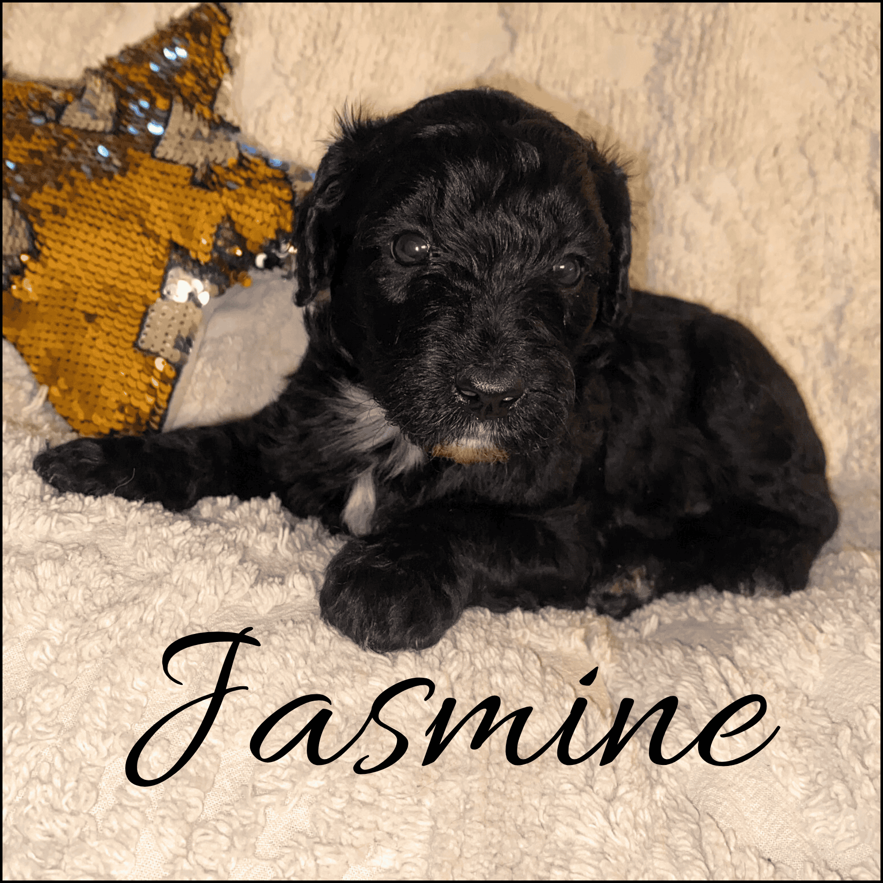 Jasmine CKC F1B GoldenDoodle