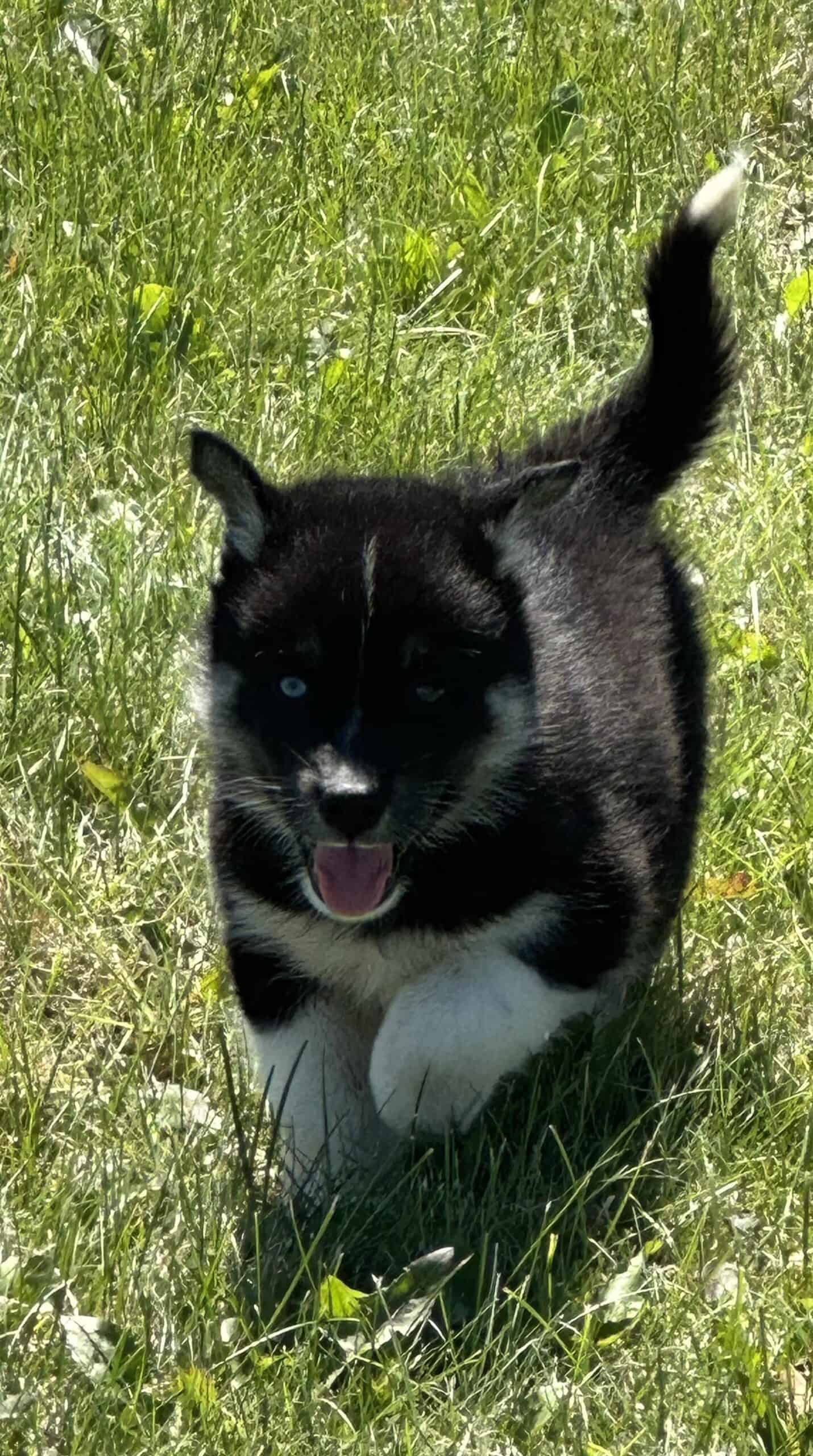 Siberian Husky/Samoyed puppies | PetClassifieds.com