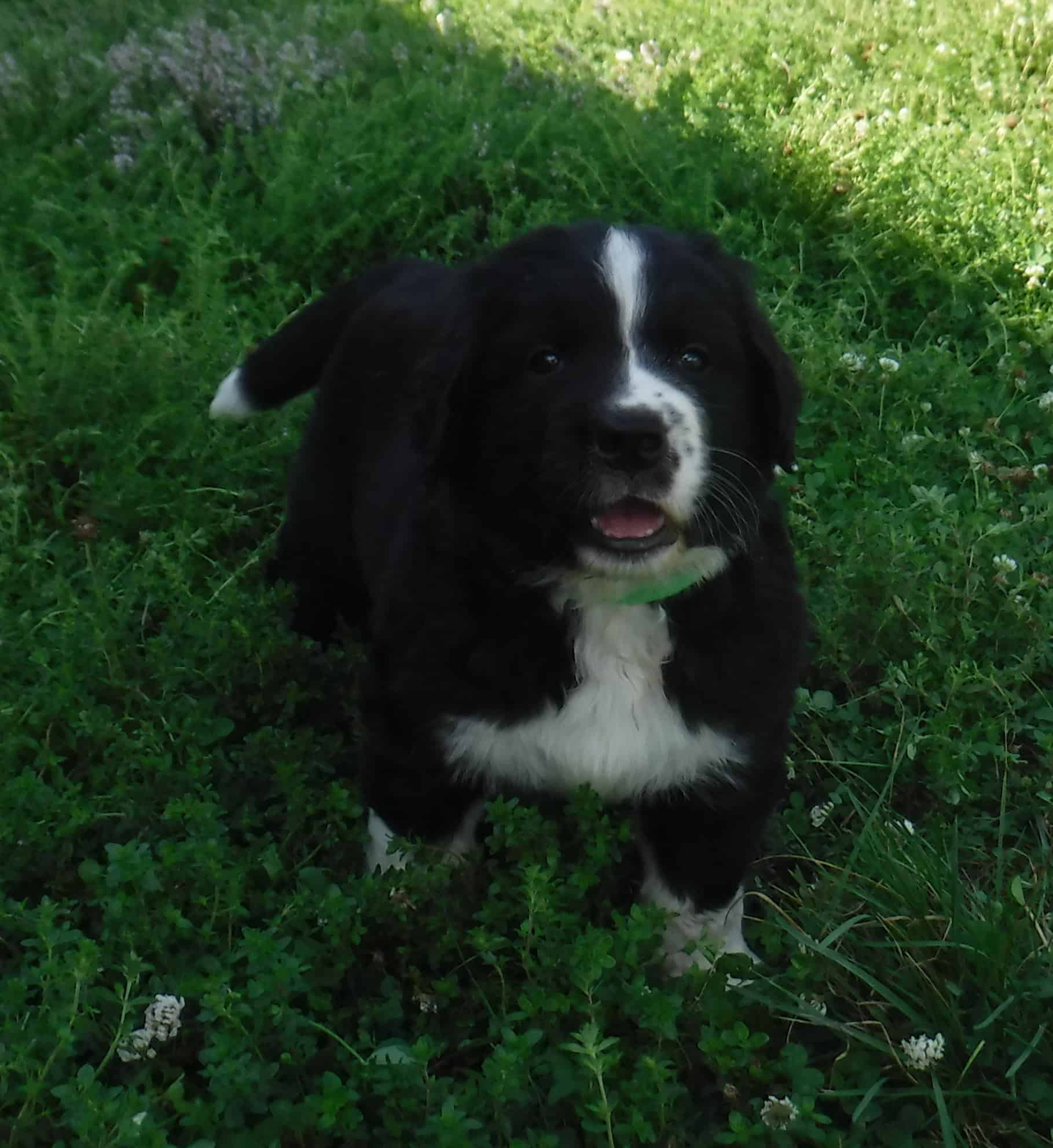 Bernefie Newfoundland Bernese Mountain Dog 