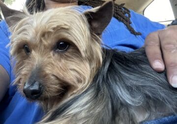 Yorkie Kash to new home