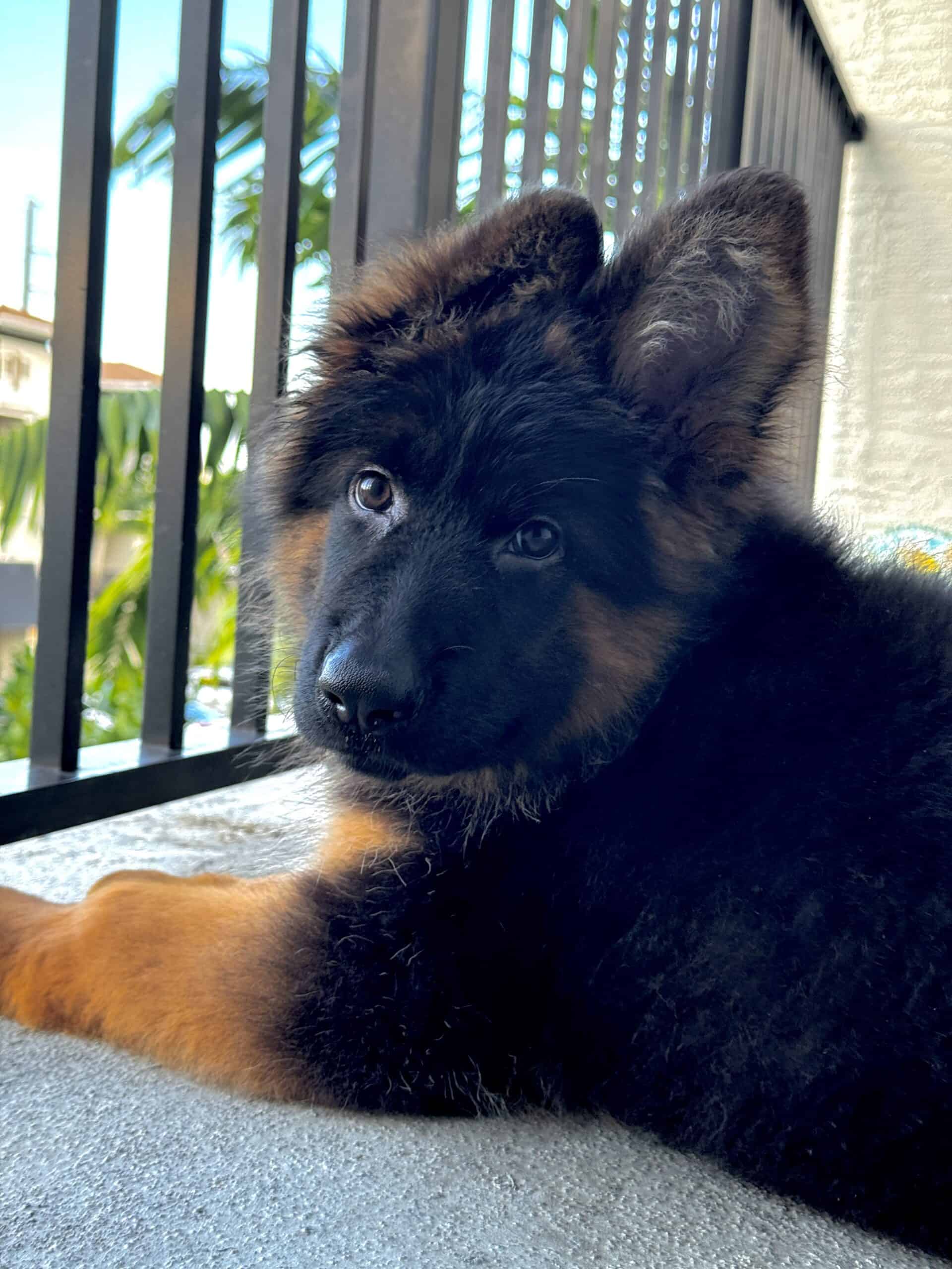 Long Haired German Shepherd Puppy 