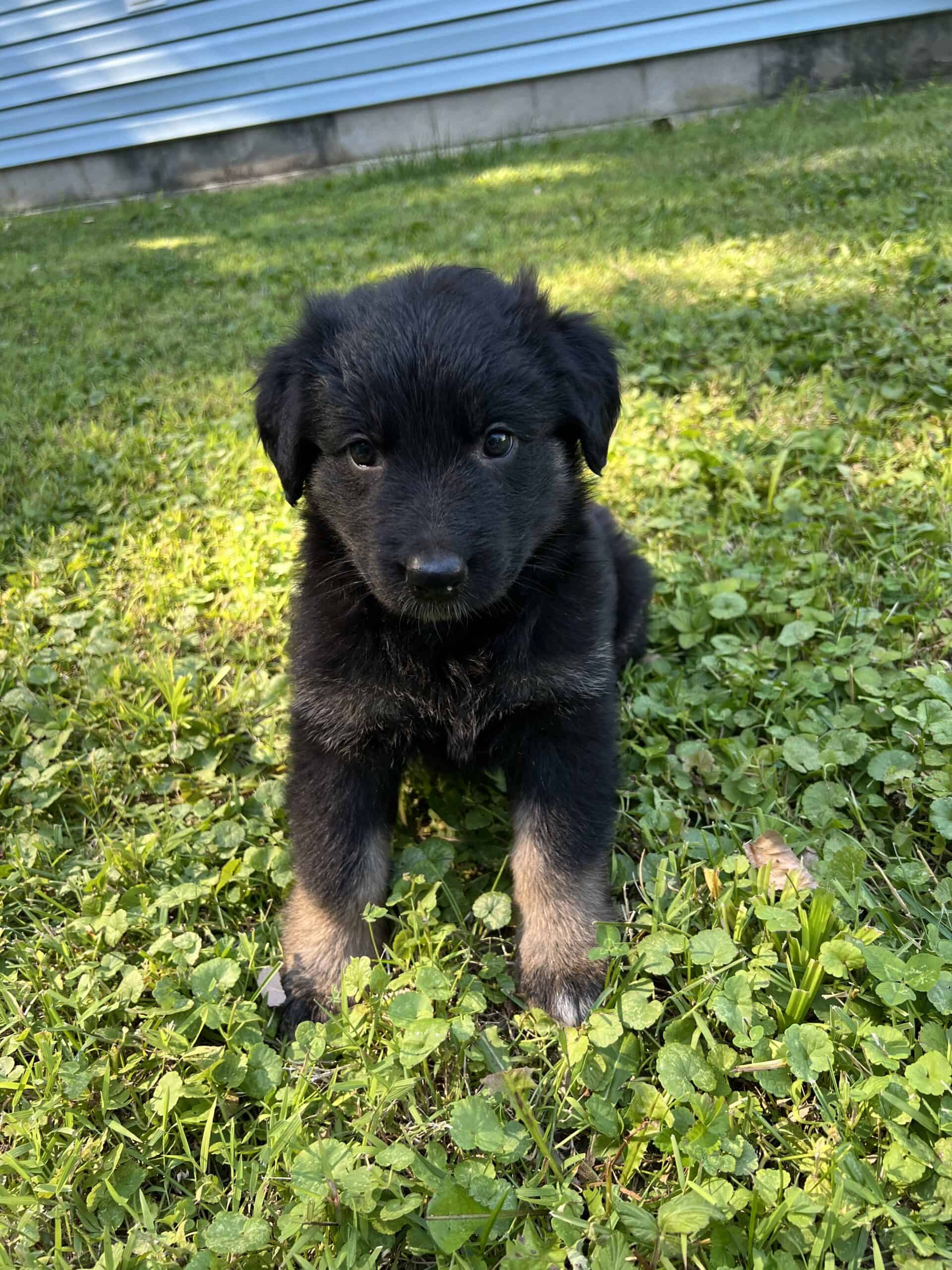 Sheprador puppies | PetClassifieds.com