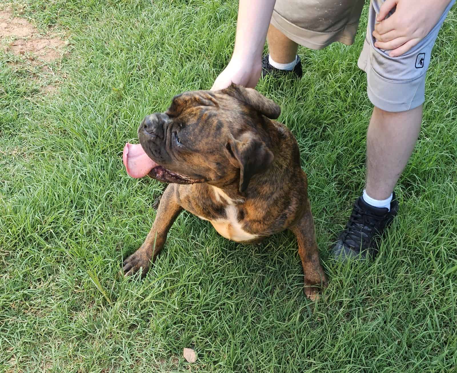 1 year old female boxer | PetClassifieds.com