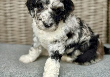 Goldendoodle puppies Beautiful Blue Merle