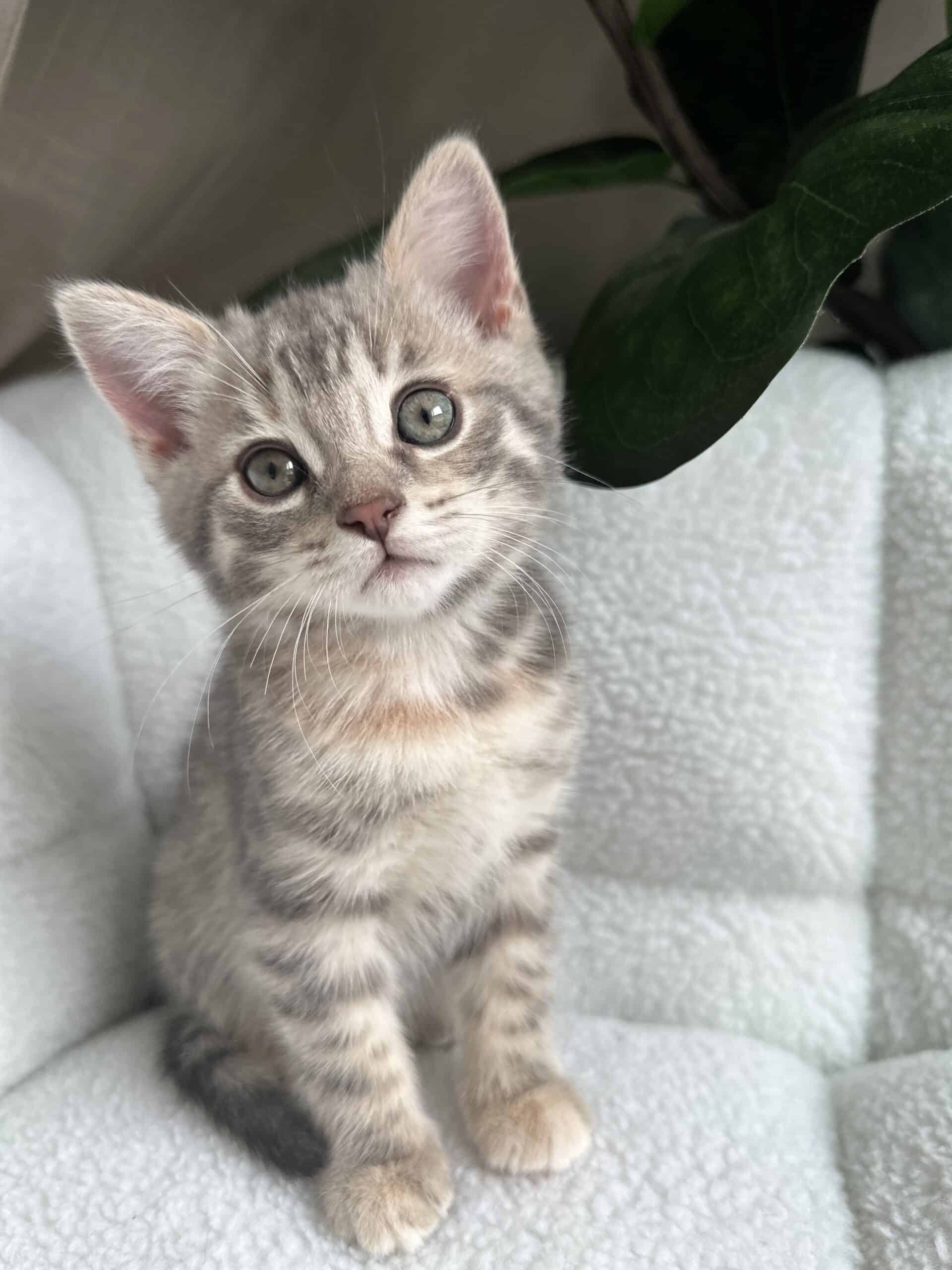 Kitten Millie | PetClassifieds.com