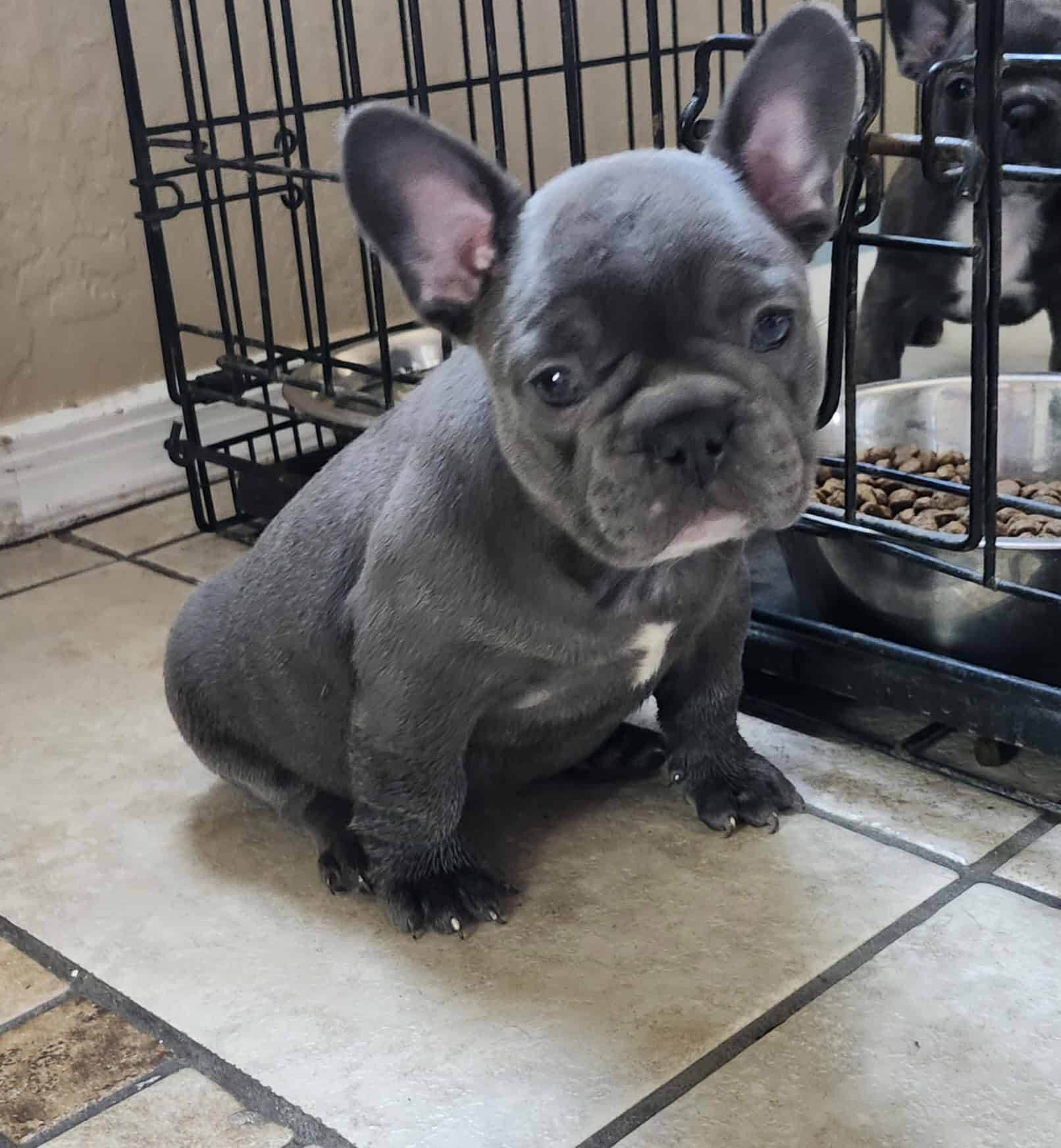 French bulldogs puppies | PetClassifieds.com