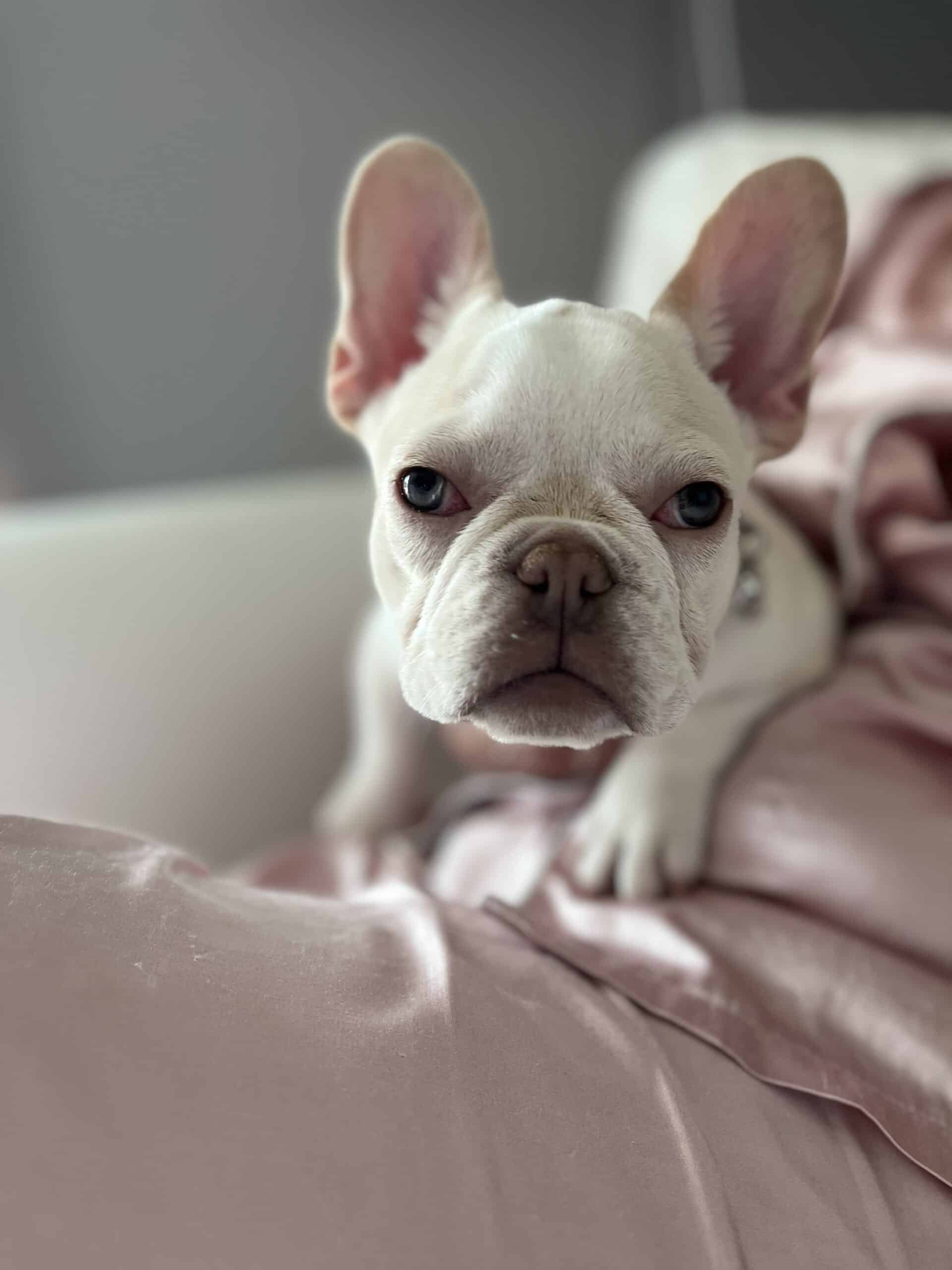 Female Frenchie Puppy | PetClassifieds.com