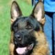 German Shepherd Puppies Wisconsin