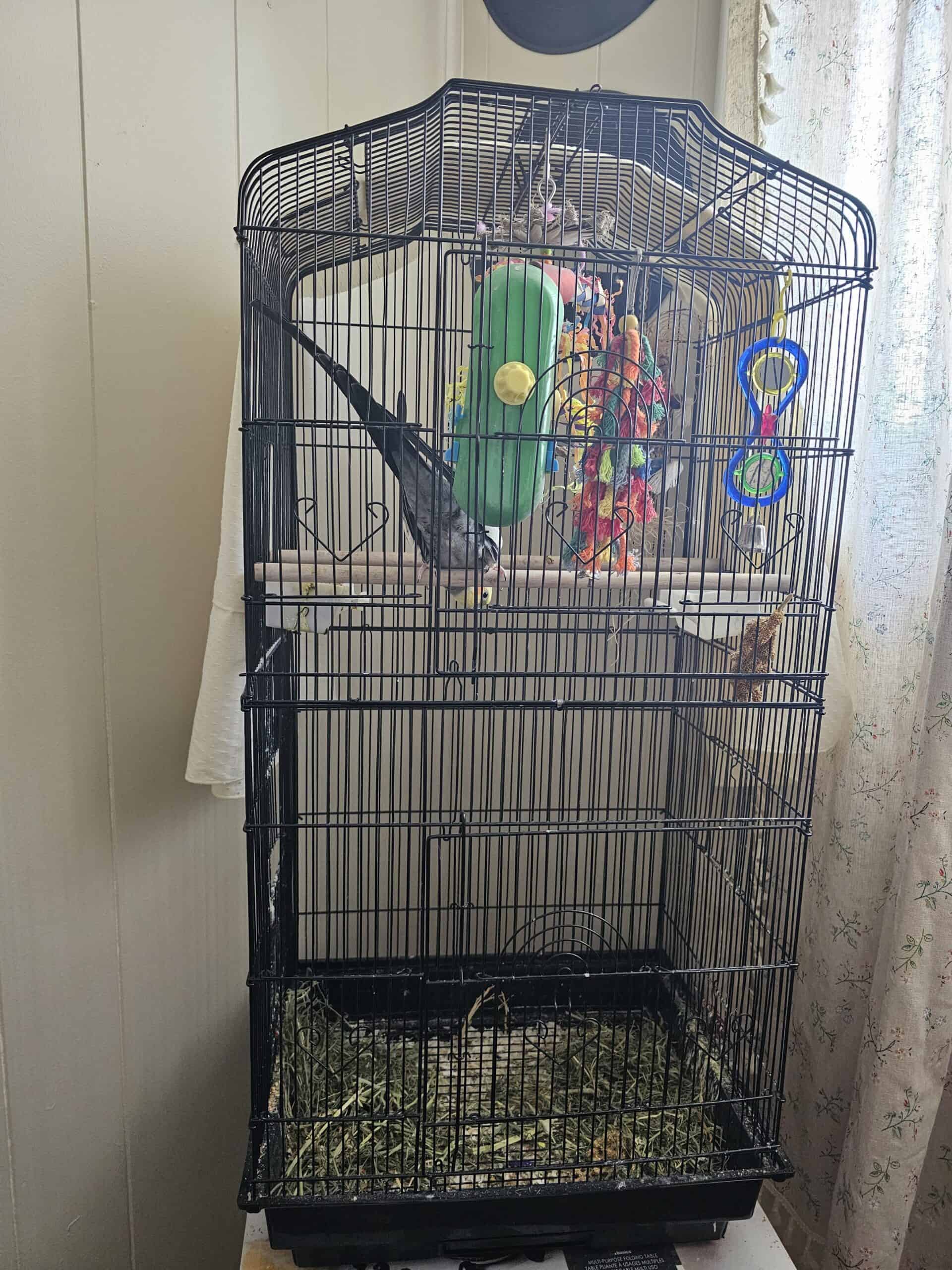 Free Cockatiel To Good Home 