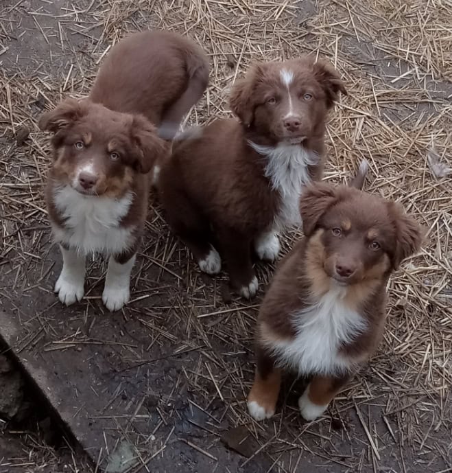 AUSSIE PUPS | PetClassifieds.com