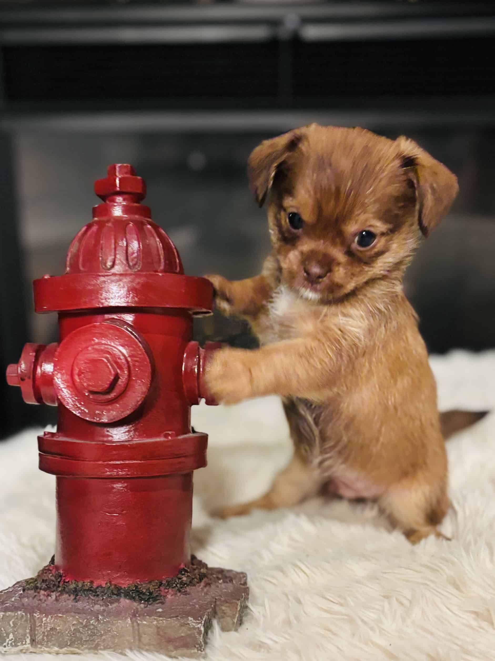 Shih Tzu Yorki for sale - Puppy 5 | PetClassifieds.com