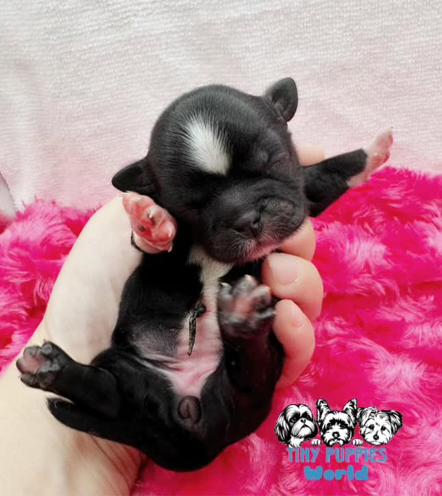 Shih Tzu puppies for SALE | PetClassifieds.com