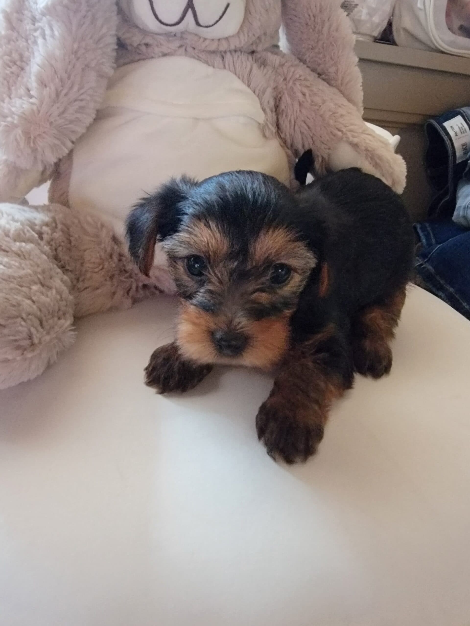 Yorkie female | PetClassifieds.com