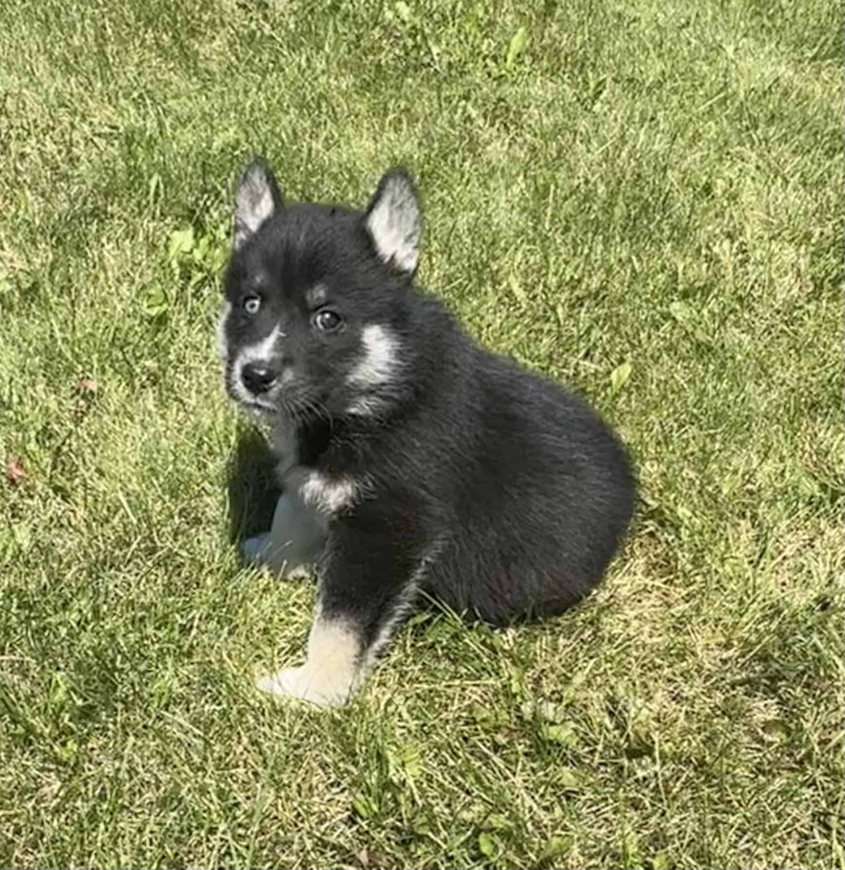 Siberian Husky/Samoyed puppies | PetClassifieds.com