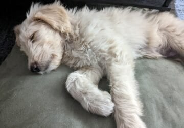 Male doodle puppy 11 weeks old