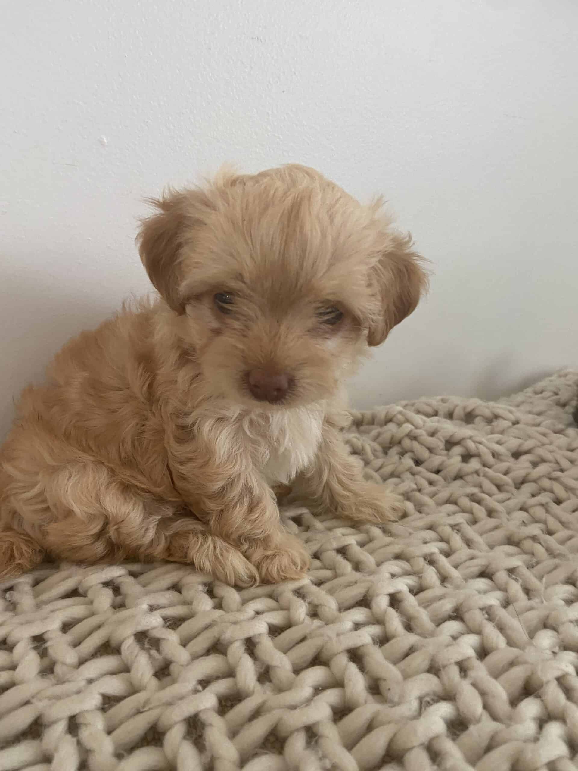 Maltese Yorkie poppies | PetClassifieds.com