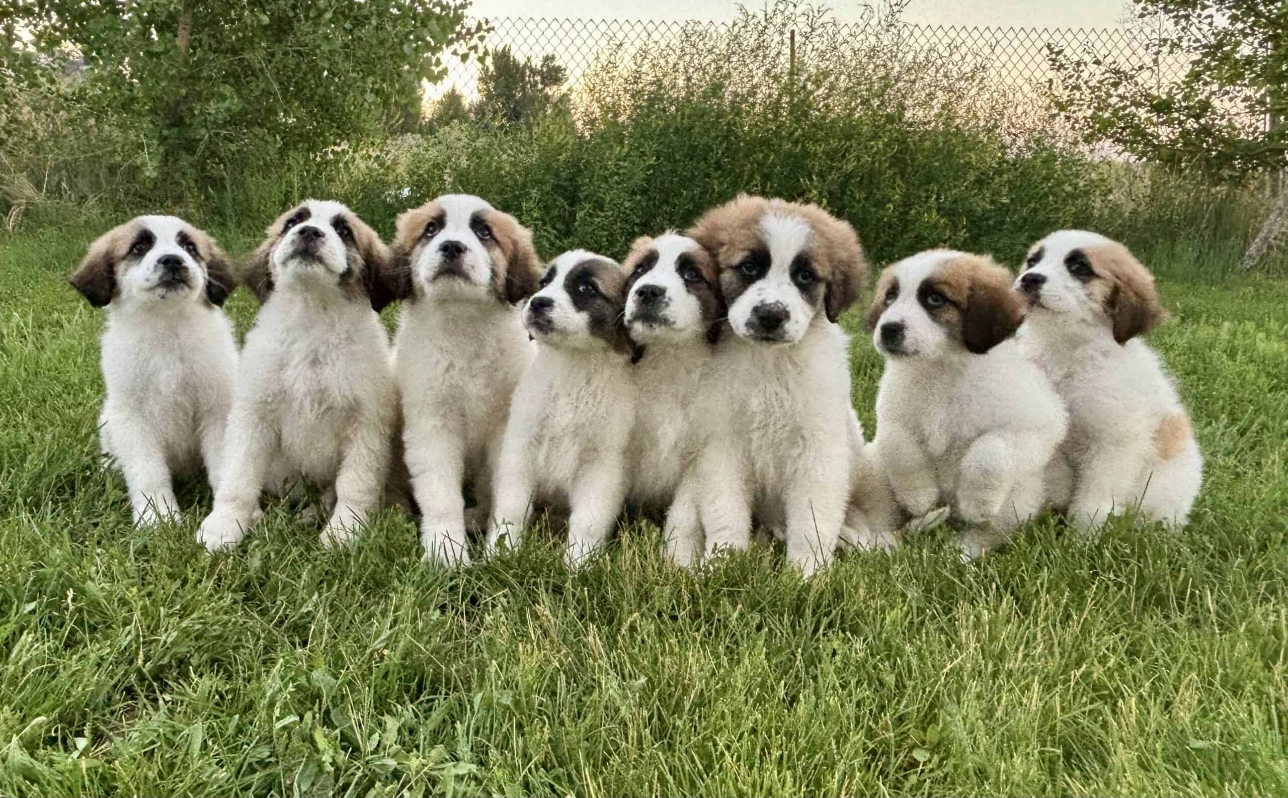 Saint Pyrenees Puppies!
