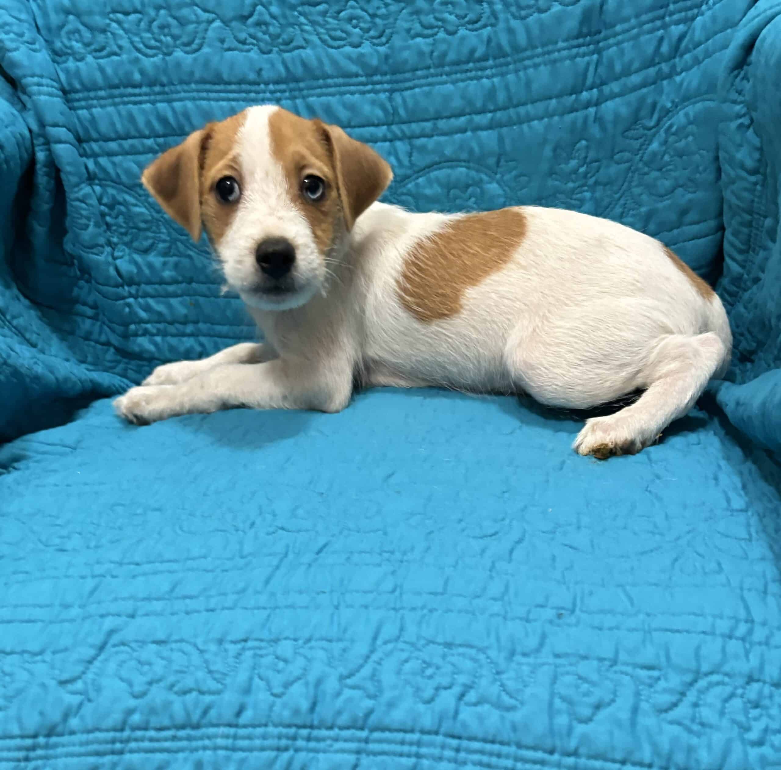 Jack Russell Terrier Puppies | PetClassifieds.com