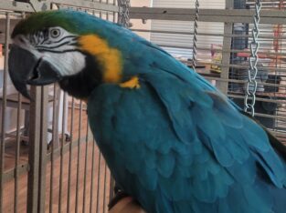 Blue And Gold Macaw W  Cage Stand & Travel Cage 