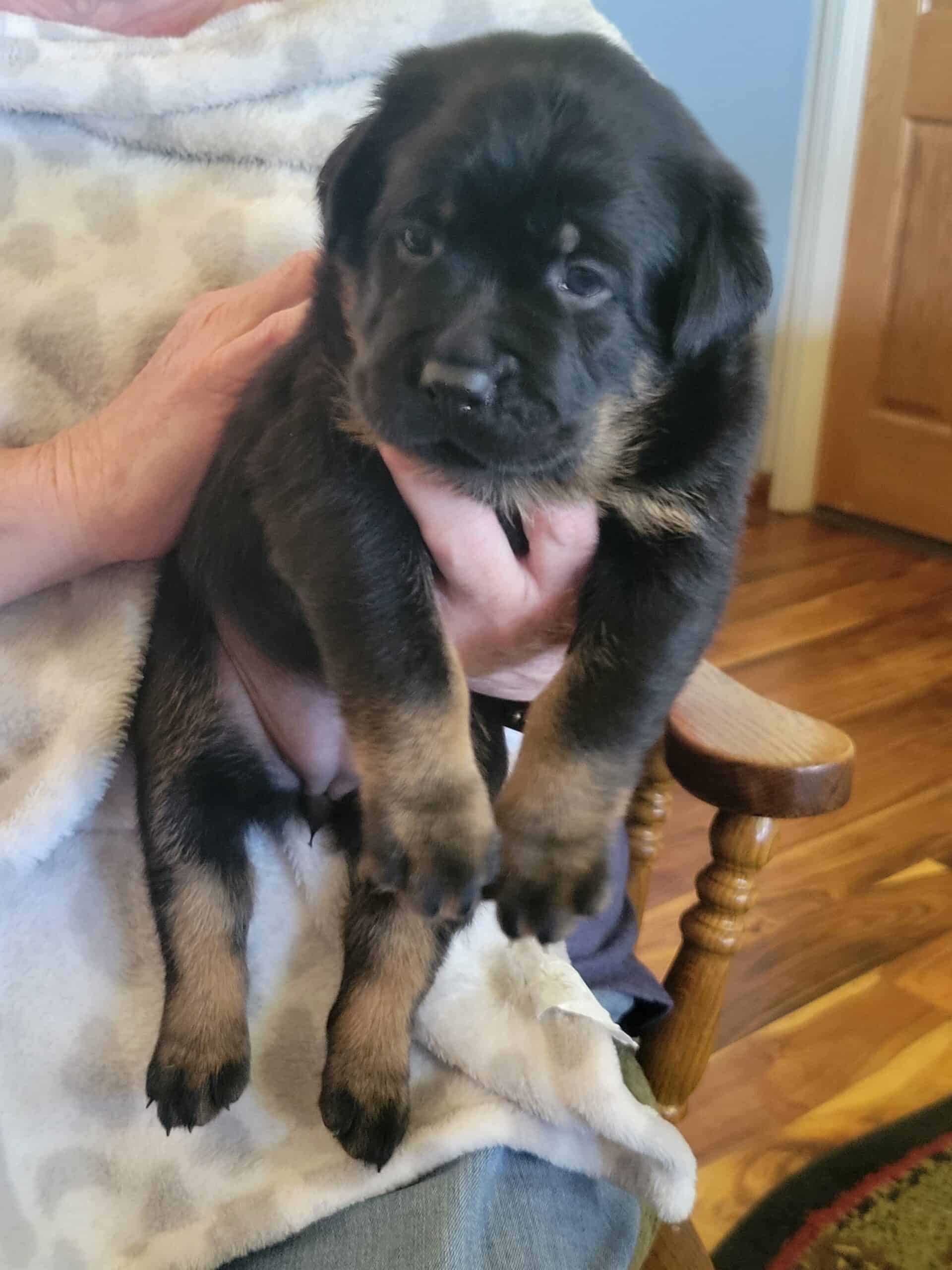 Rottweiler/Black Lab Mix Pups | PetClassifieds.com