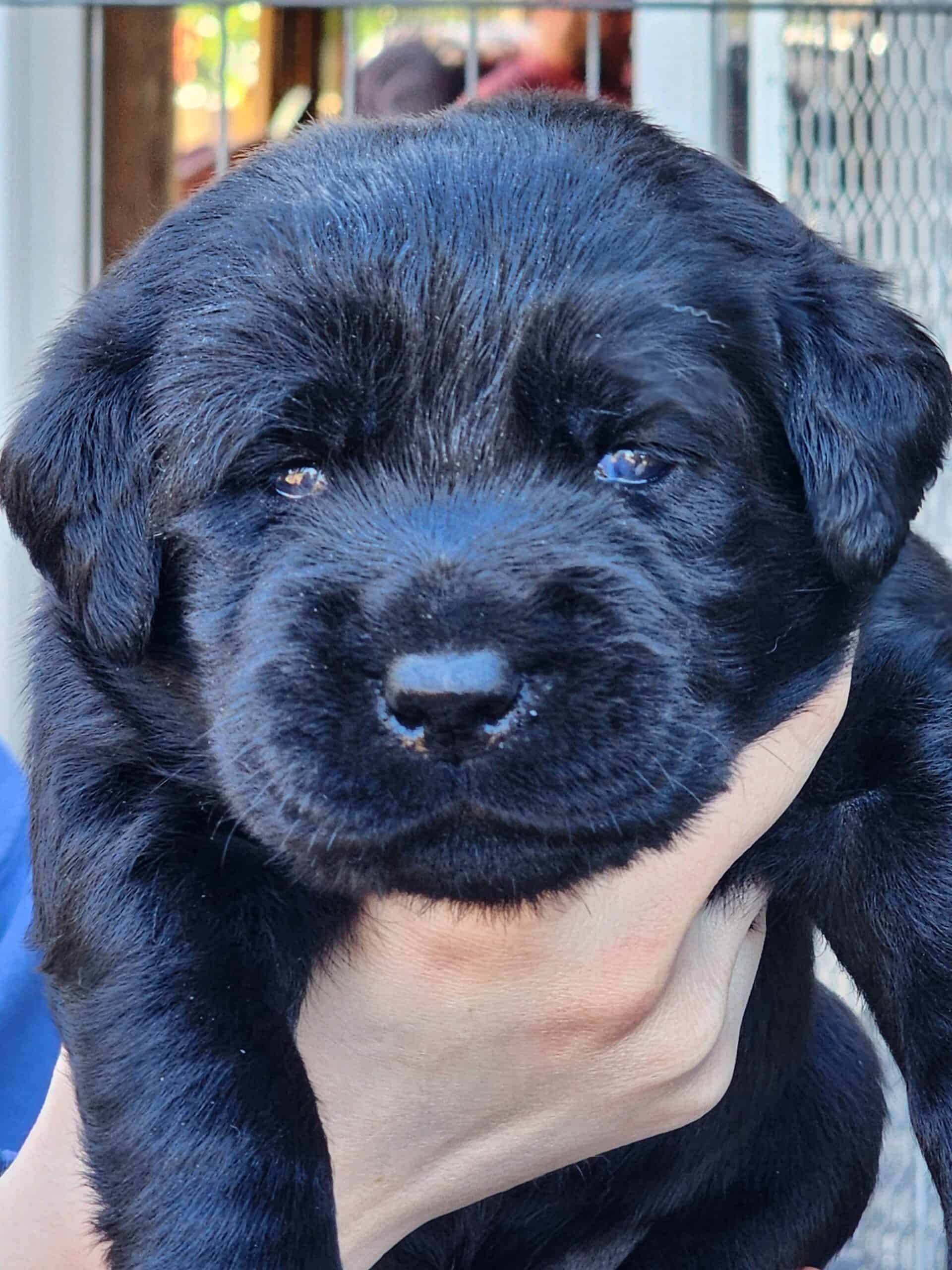 english-lab-puppies-petclassifieds