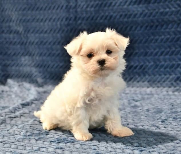 Cute Female Maltese Puppy | PetClassifieds.com