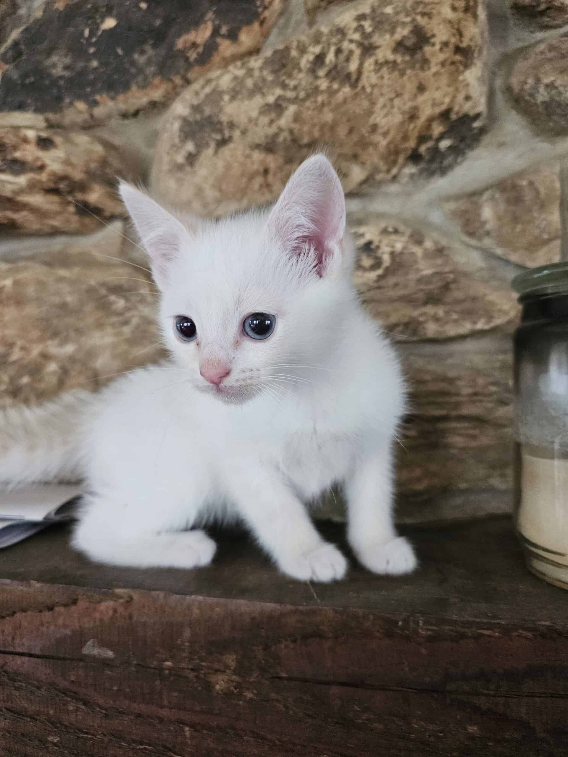 Ragdoll Kittens 