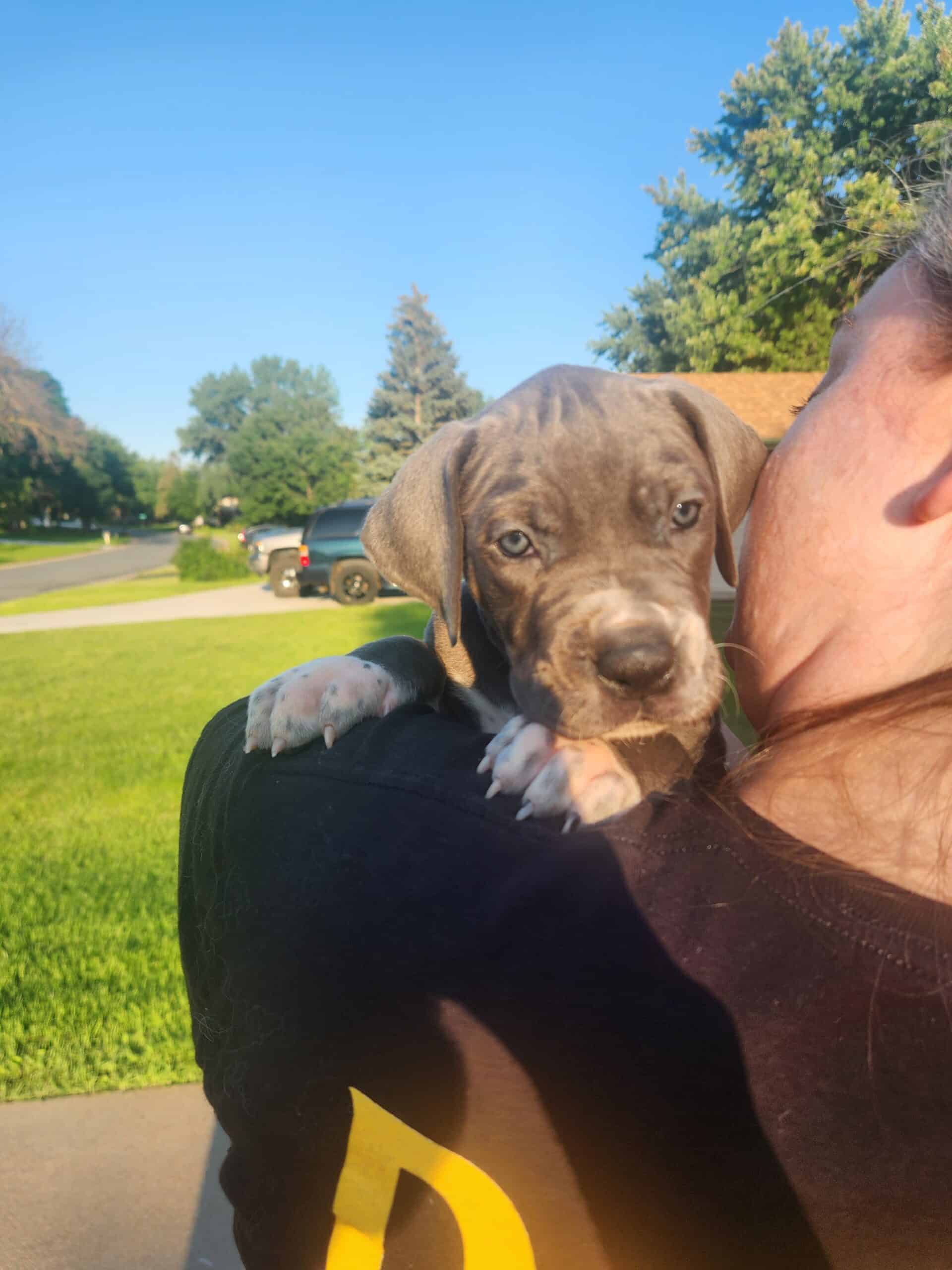 Purebred Great Danes For Adoption PetClassifieds Com   202040 Betsy4 Scaled 