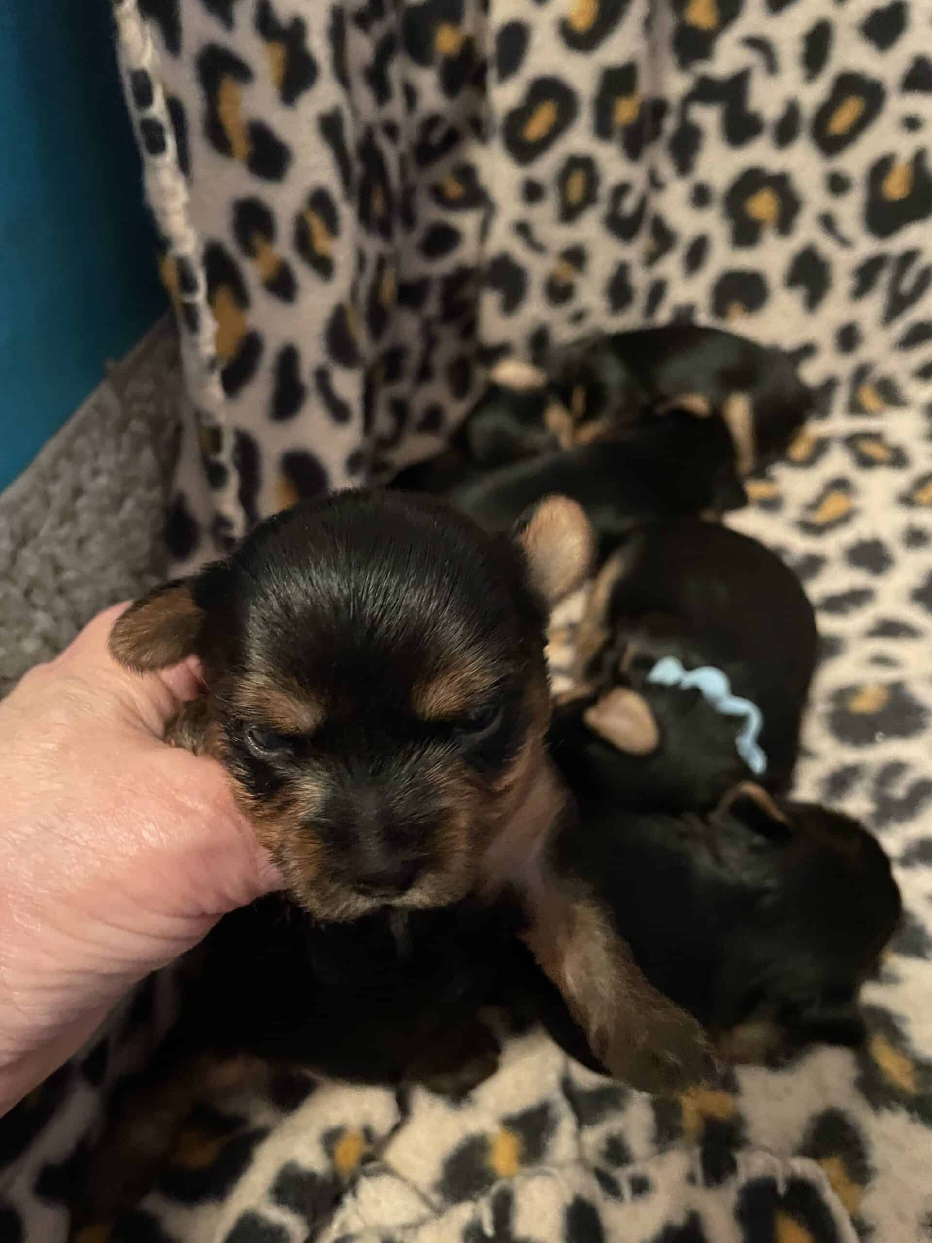 Yorkie Puppies | PetClassifieds.com