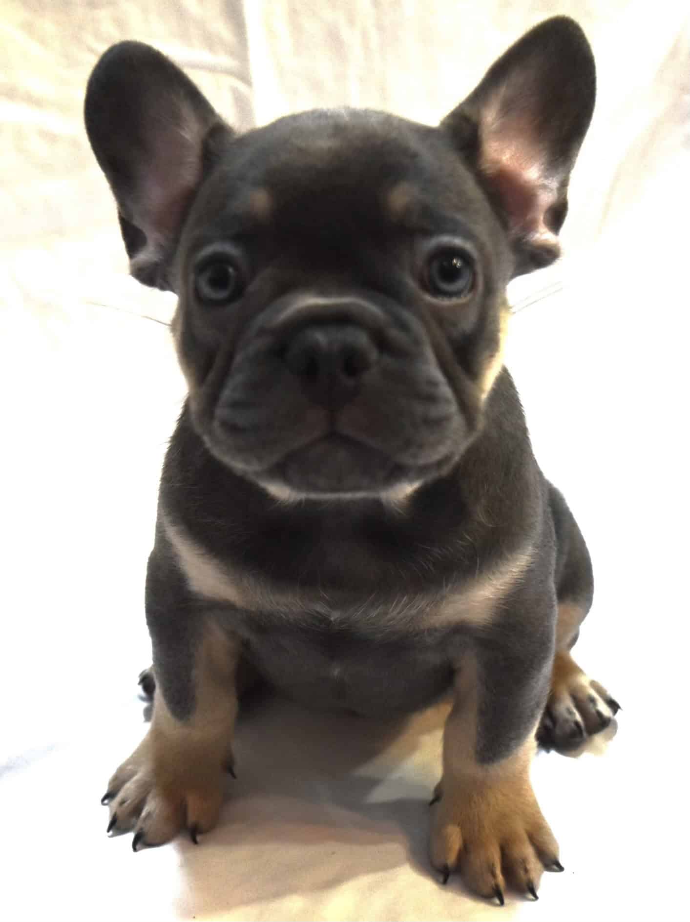 Frenchie puppies in Deltona | PetClassifieds.com