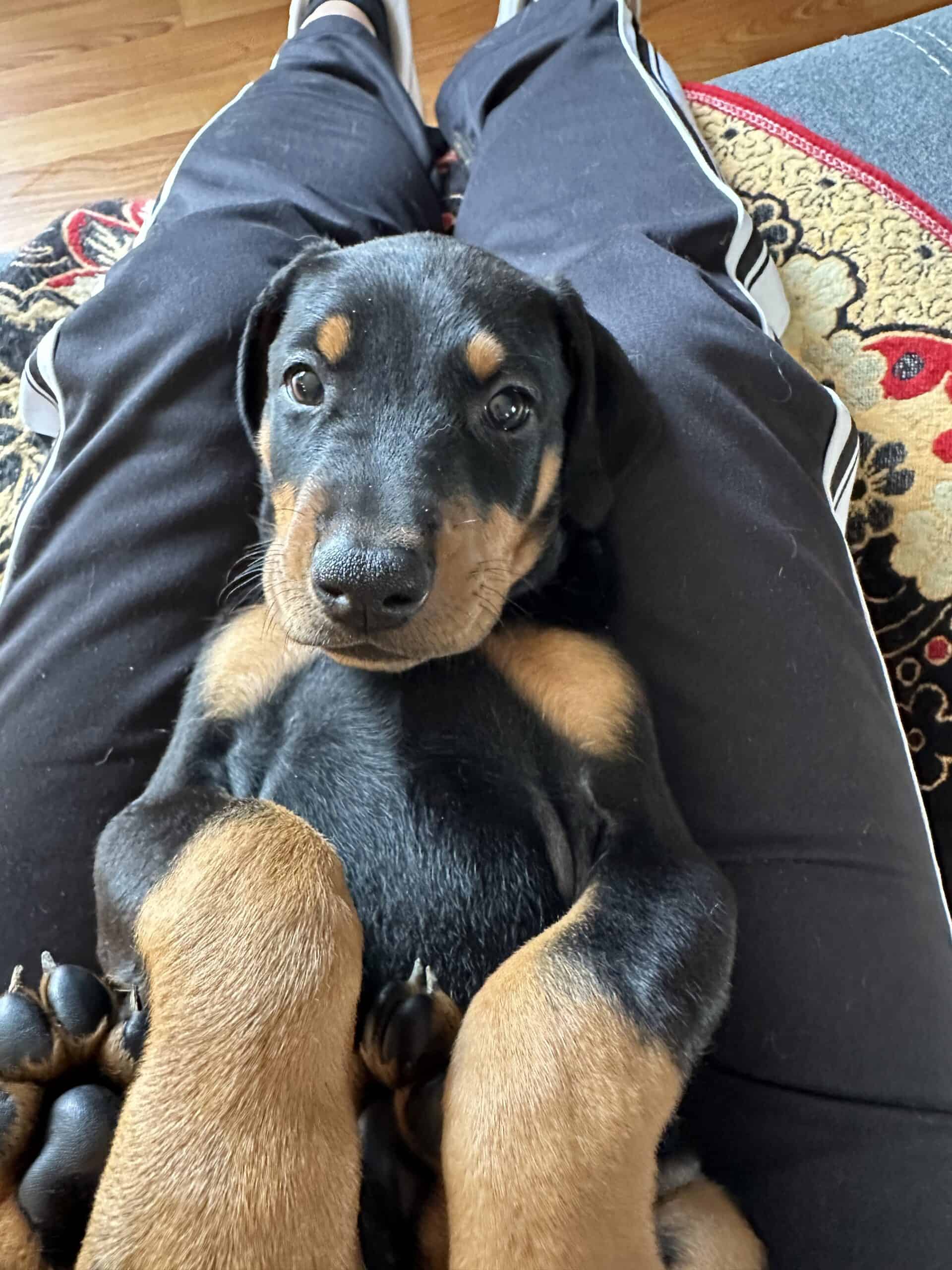 Doberman puppies | PetClassifieds.com