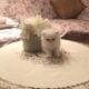 White male kitten