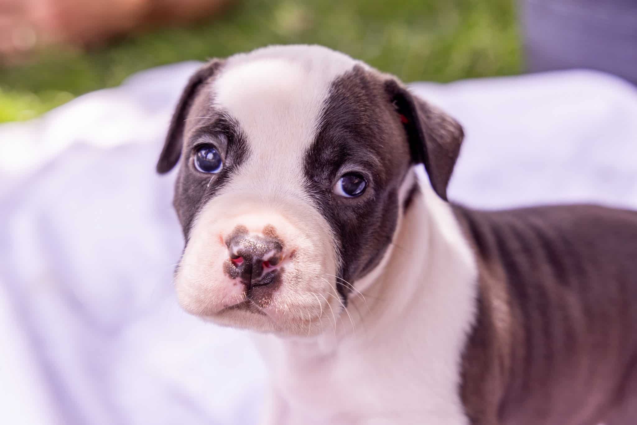 Male Tri-Colored American XL Bully 