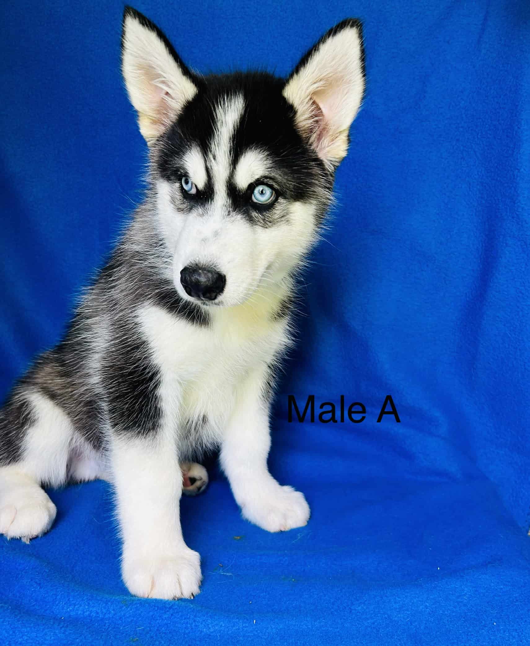 Siberian Husky AKC | PetClassifieds.com