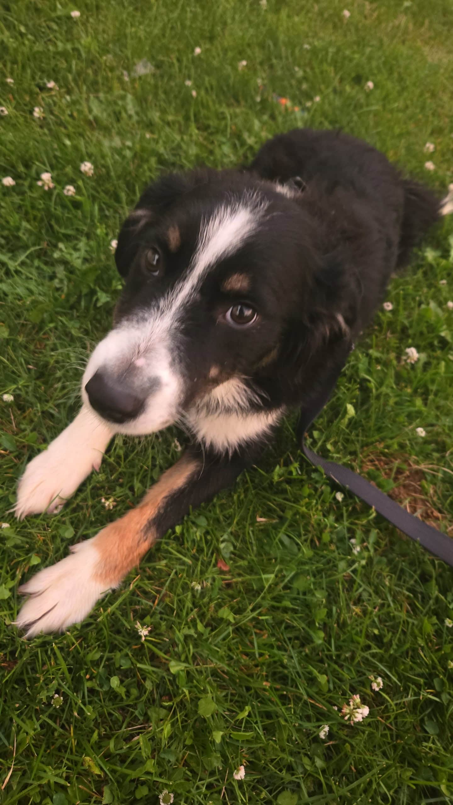 6 month old Aussie Husky Mix | PetClassifieds.com