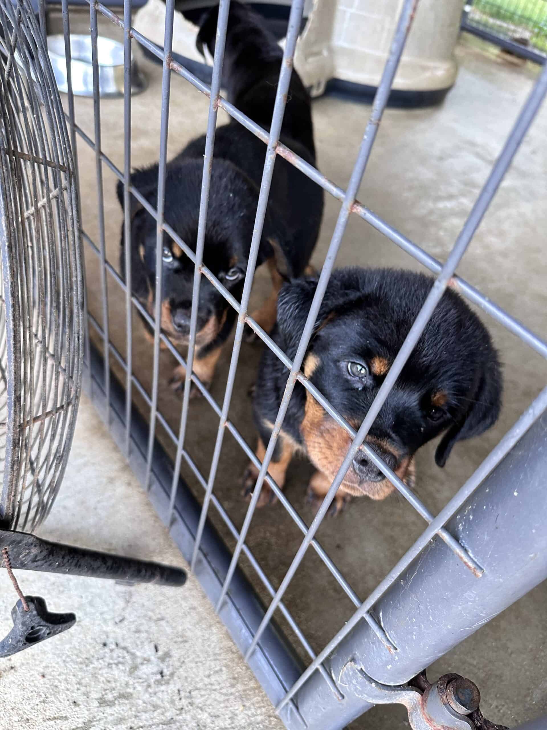 AKC Rottweiler Puppies | PetClassifieds.com