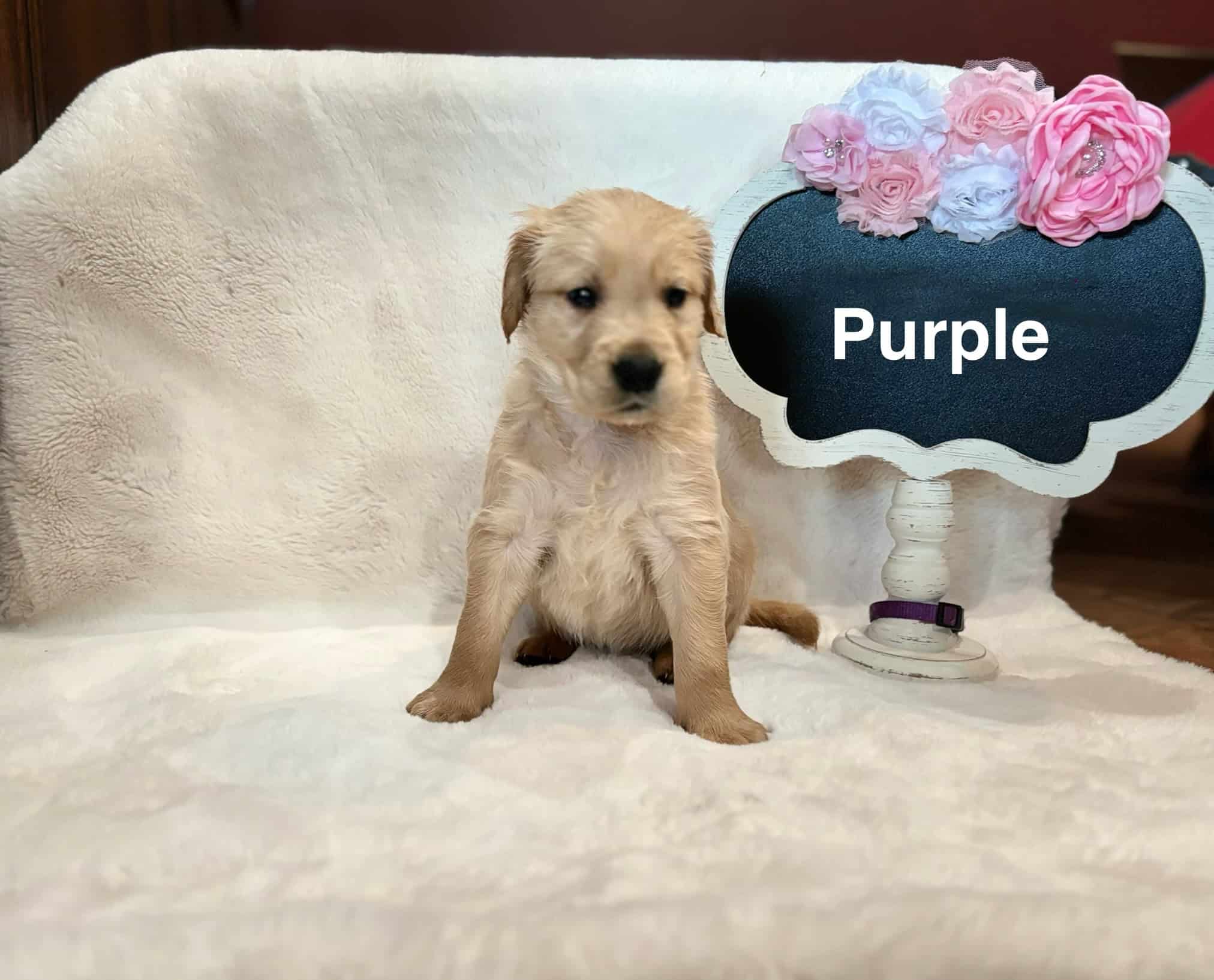 AKC Golden Retriever Puppies- READY NOW | PetClassifieds.com