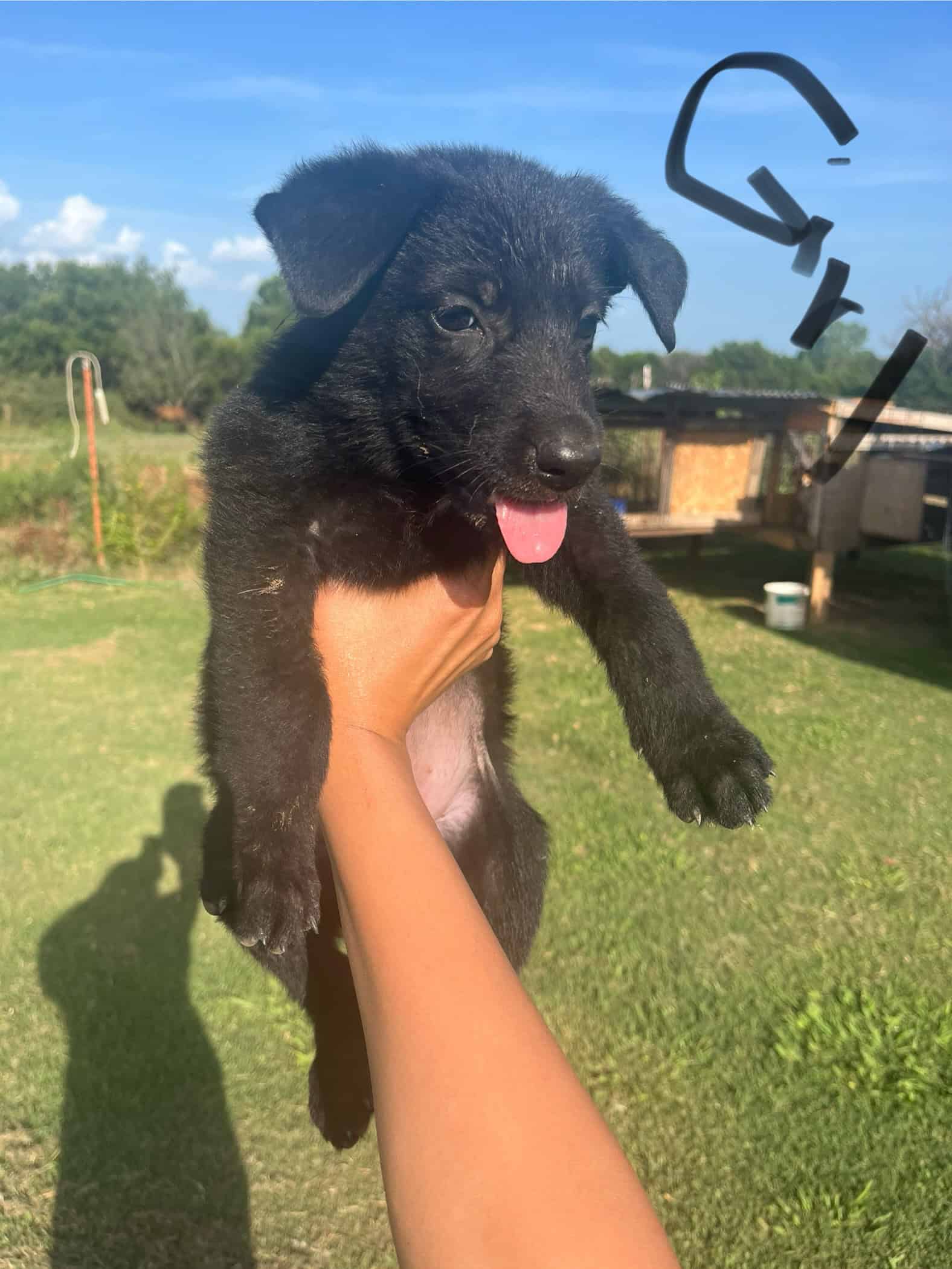 7 Week Old German Shepherd Puppies 🐶