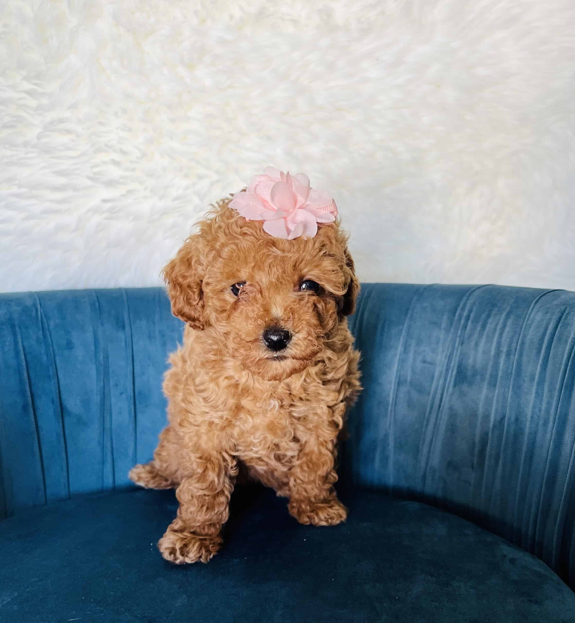 Female Toy Poodle