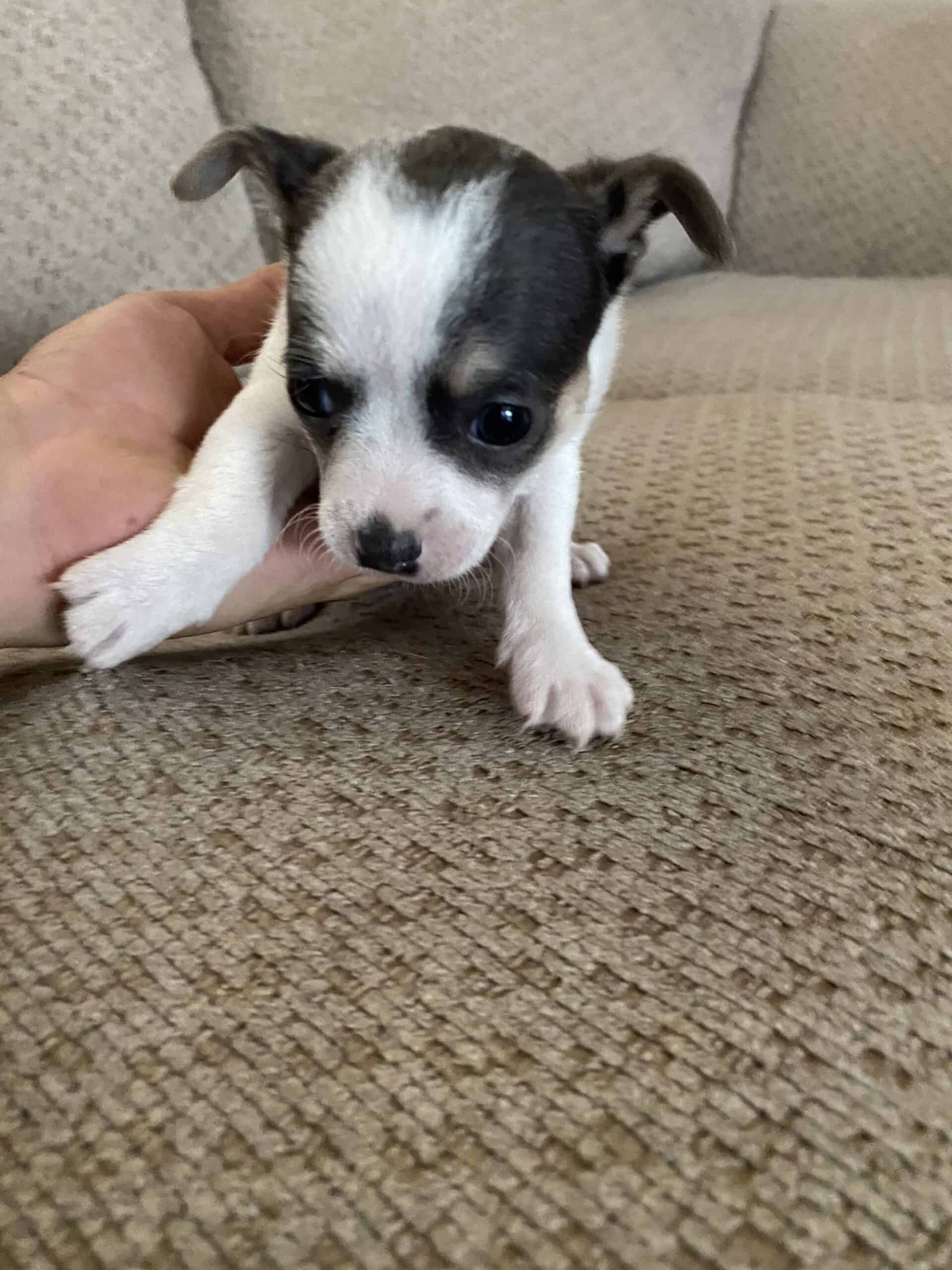 Long haired Tea cup chihuahuas | PetClassifieds.com