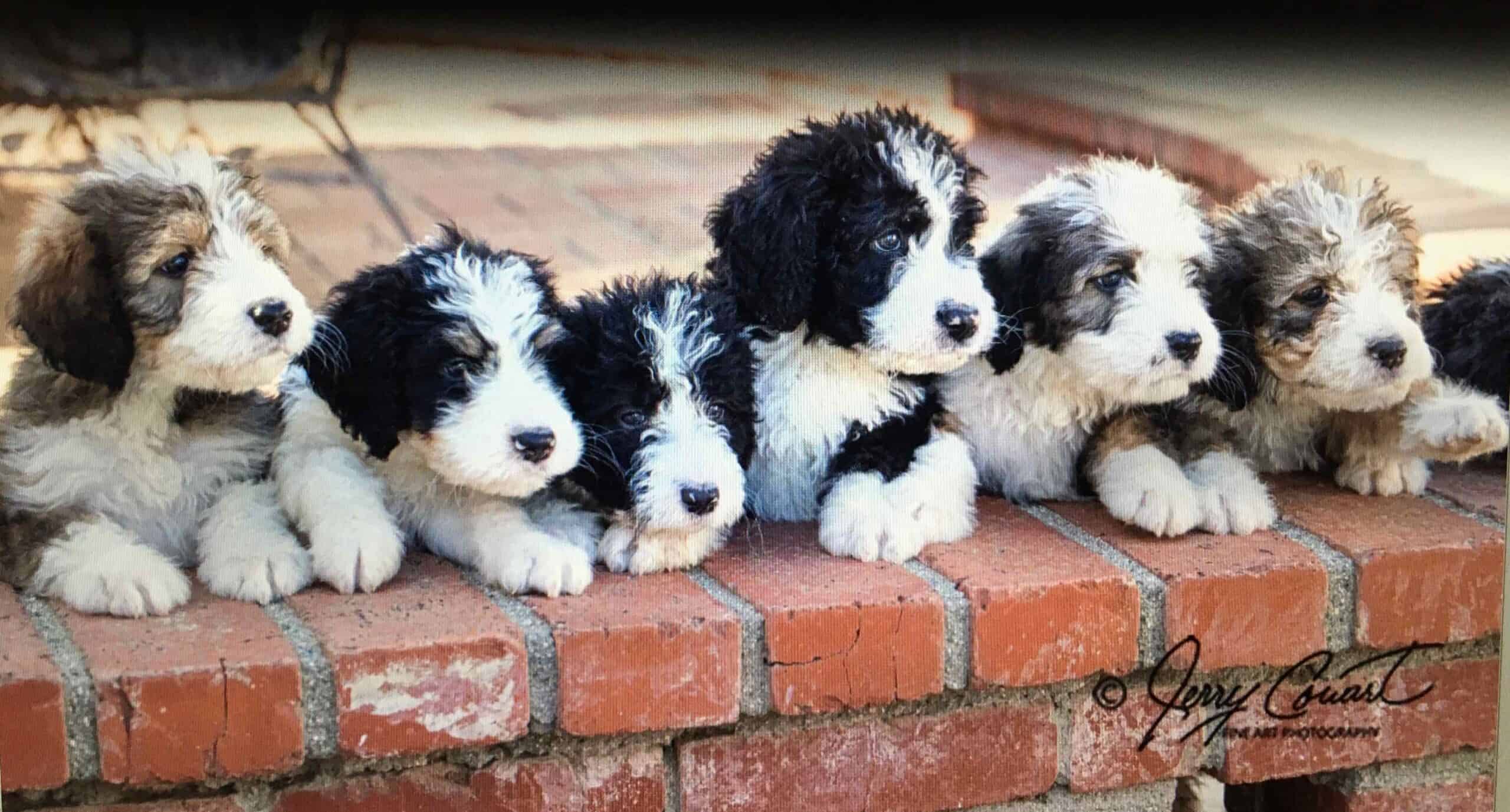 Bernedoodle Puppies | PetClassifieds.com