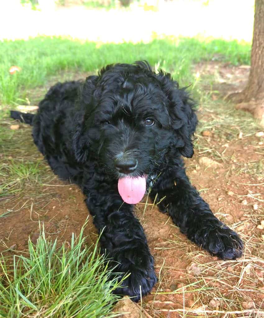 Bernie Doodle (Bernedoodle) Puppy | PetClassifieds.com