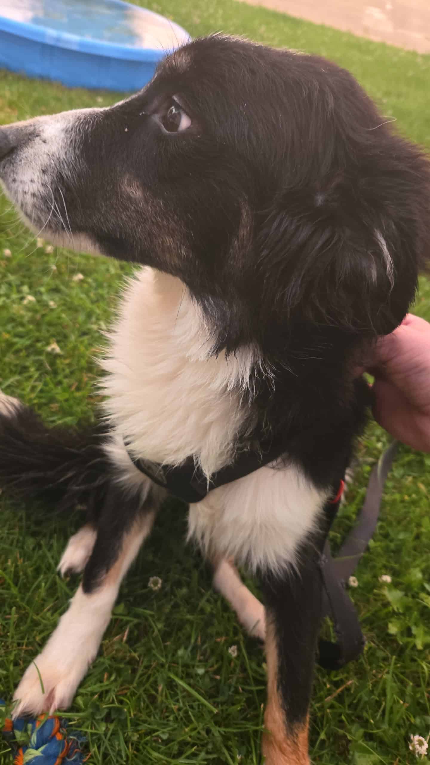 6 month old Aussie Husky Mix | PetClassifieds.com