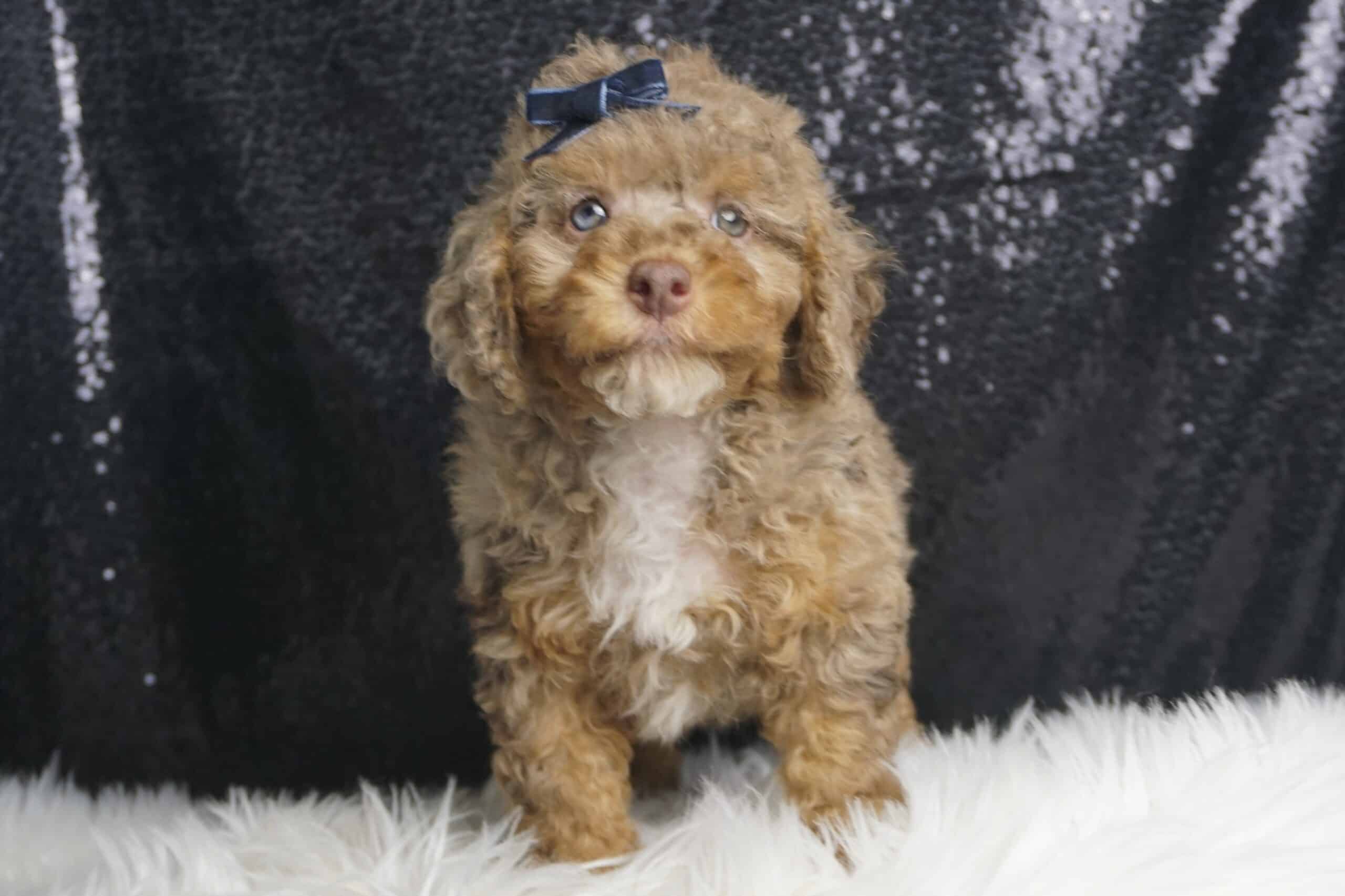 Chestnut AKC Poodle | PetClassifieds.com