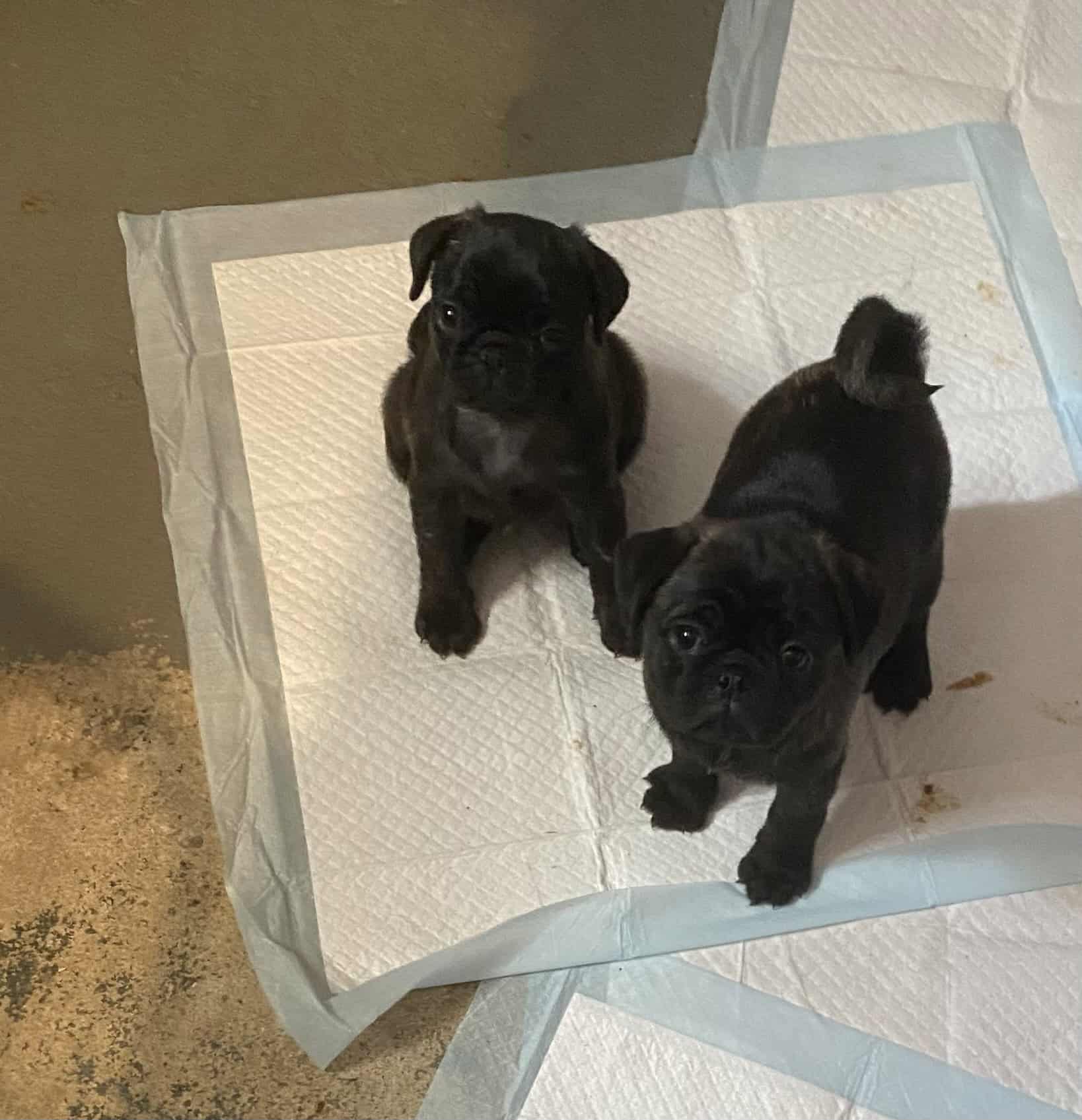 Pug pups | PetClassifieds.com